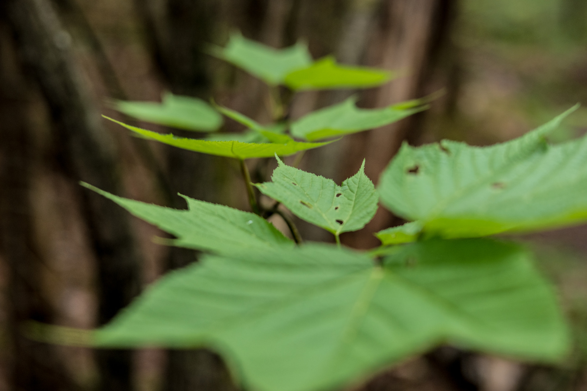 Samsung NX500 + Samsung NX 45mm F1.8 sample photo. Canada - mauricie national park - forest leave #1 photography