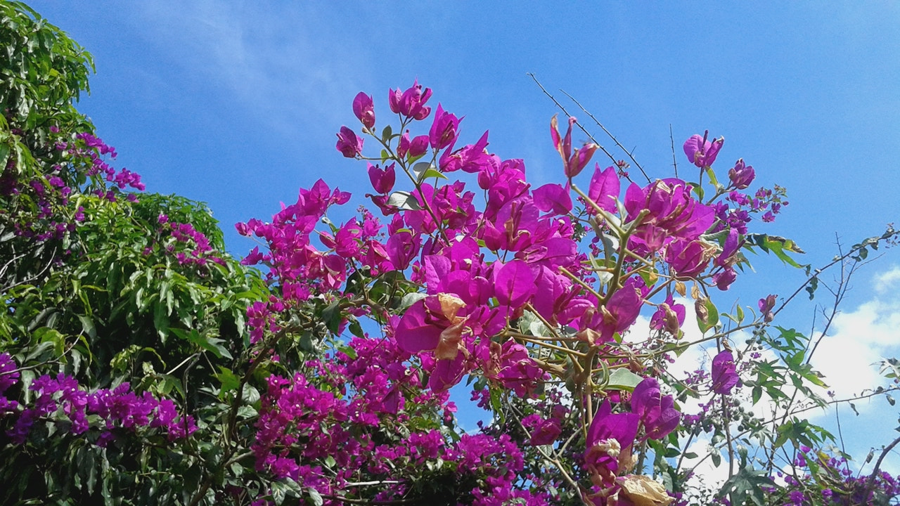 Samsung Galaxy S3 Slim sample photo. Flowers in the sky photography