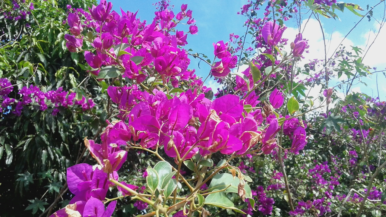 Samsung Galaxy S3 Slim sample photo. Flowers in the sky photography