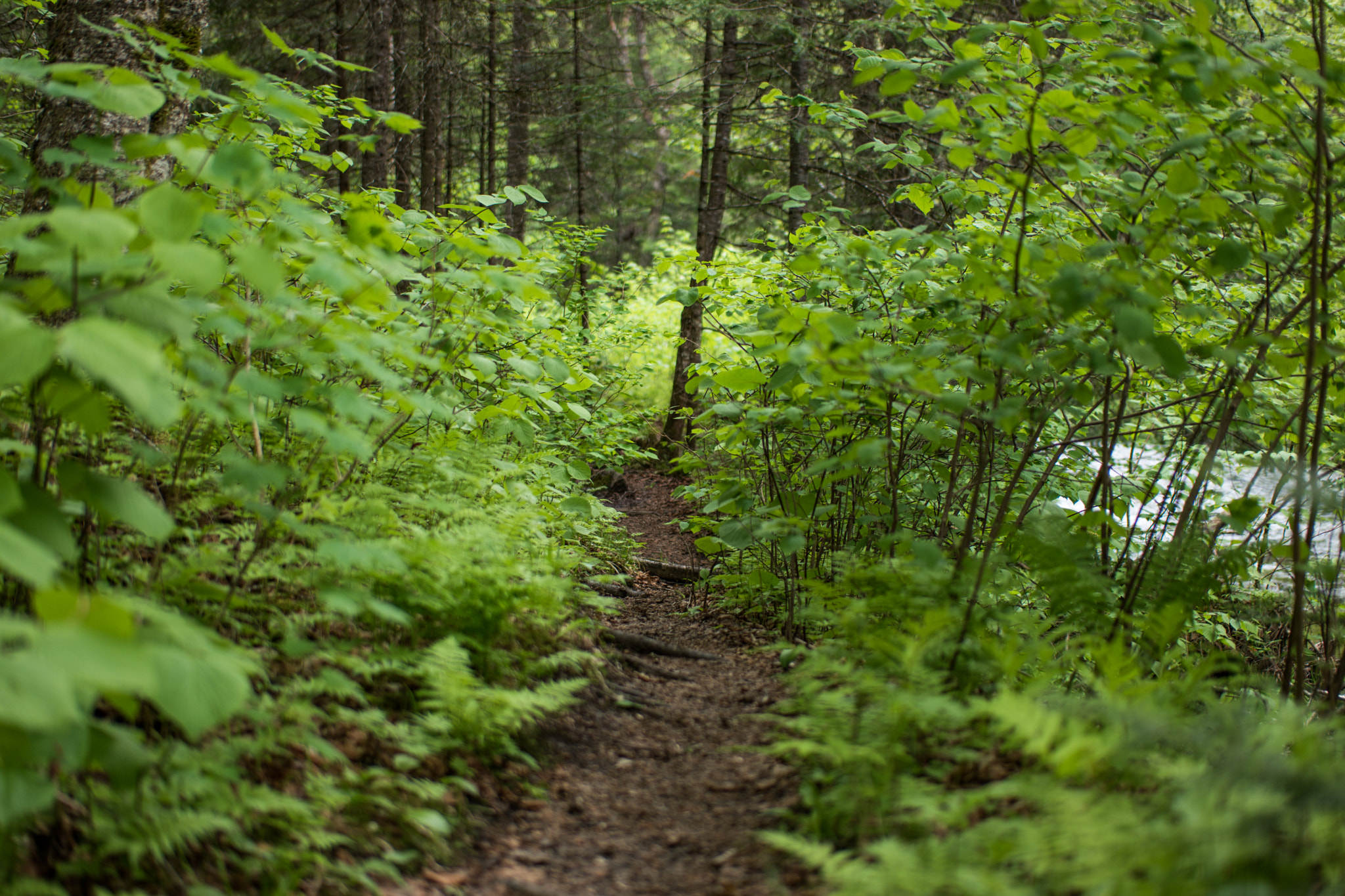 Samsung NX500 + Samsung NX 45mm F1.8 sample photo. Canada - mauricie national park - forest  #2 photography