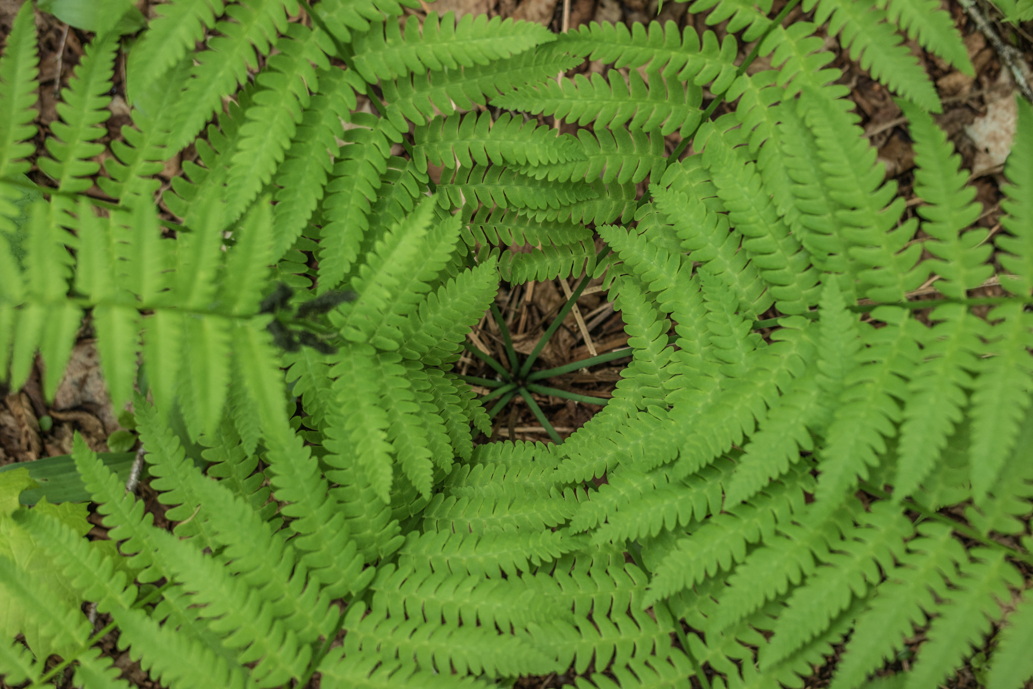 Samsung NX500 + Samsung NX 45mm F1.8 sample photo. Canada - mauricie national park - forest fern photography