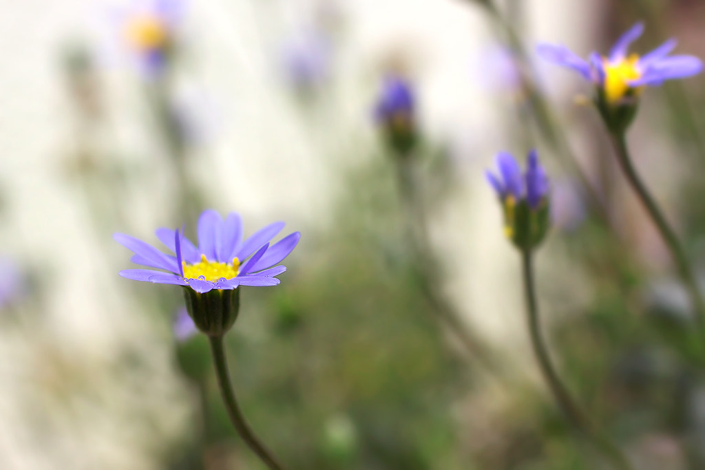 Canon EOS 50D + Canon EF 50mm F2.5 Macro sample photo. Little drops photography