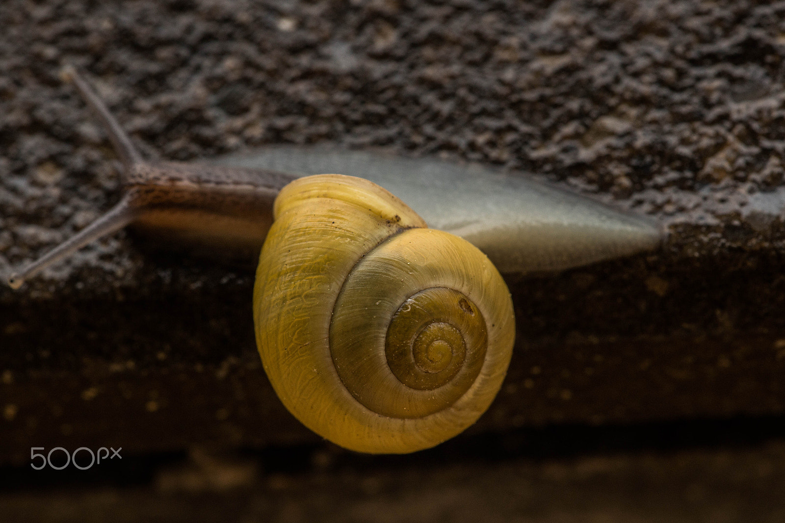 Sigma APO Macro 150mm f/2.8 EX DG HSM sample photo. Yellow snail shell photography