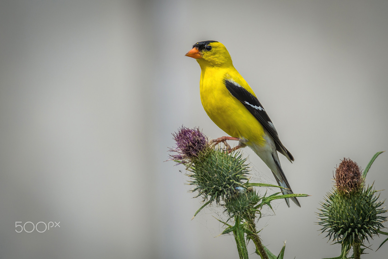 Nikon D800E + Nikon AF-S Nikkor 300mm F4D ED-IF sample photo. American goldfinch photography