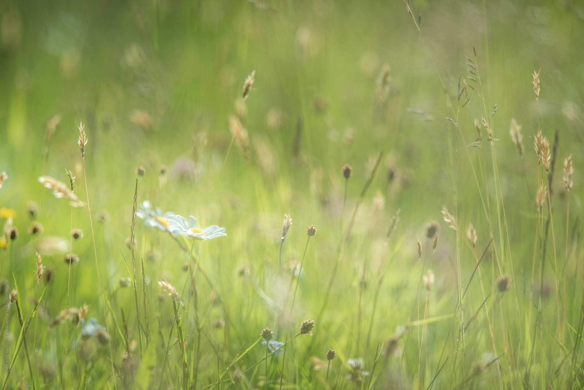 Nikon AF-S Nikkor 400mm F2.8E FL ED VR sample photo. Summer meadow ll photography