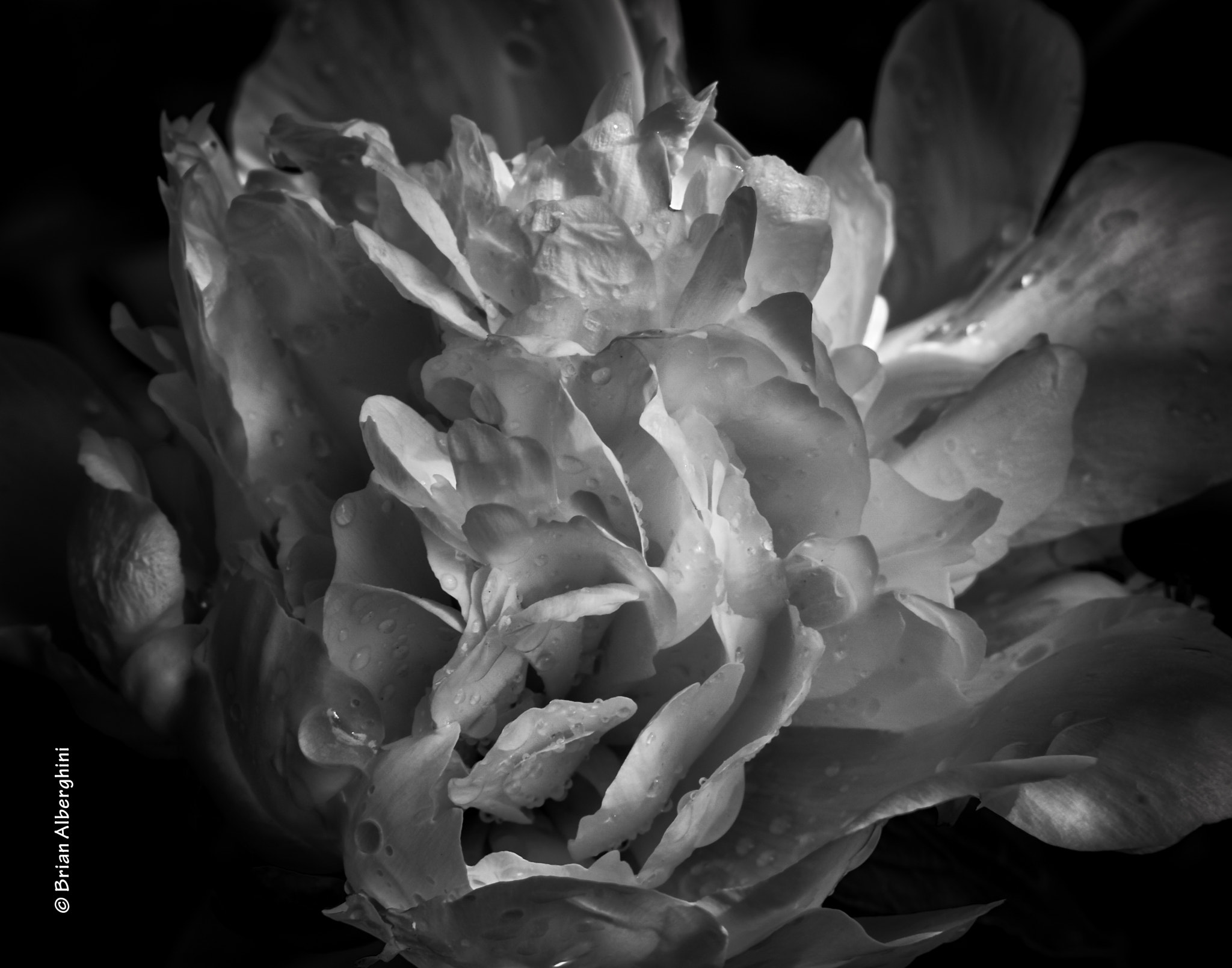Nikon D7100 + Sigma 24-105mm F4 DG OS HSM Art sample photo. A shaggy peony photography