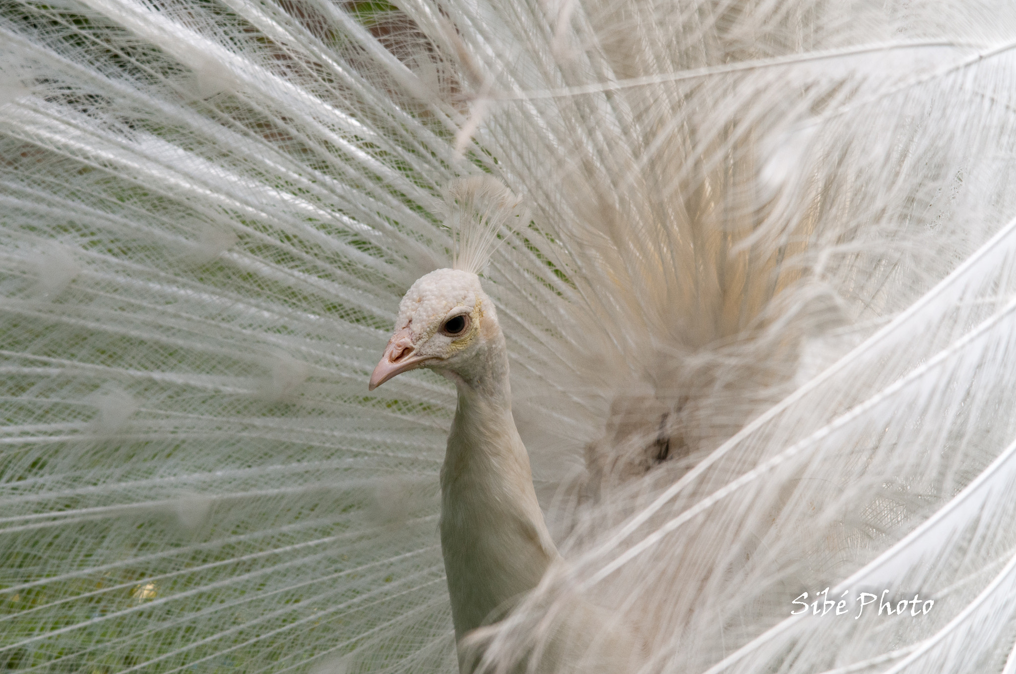 Sigma 150-500mm F5-6.3 DG OS HSM sample photo. Paon photography