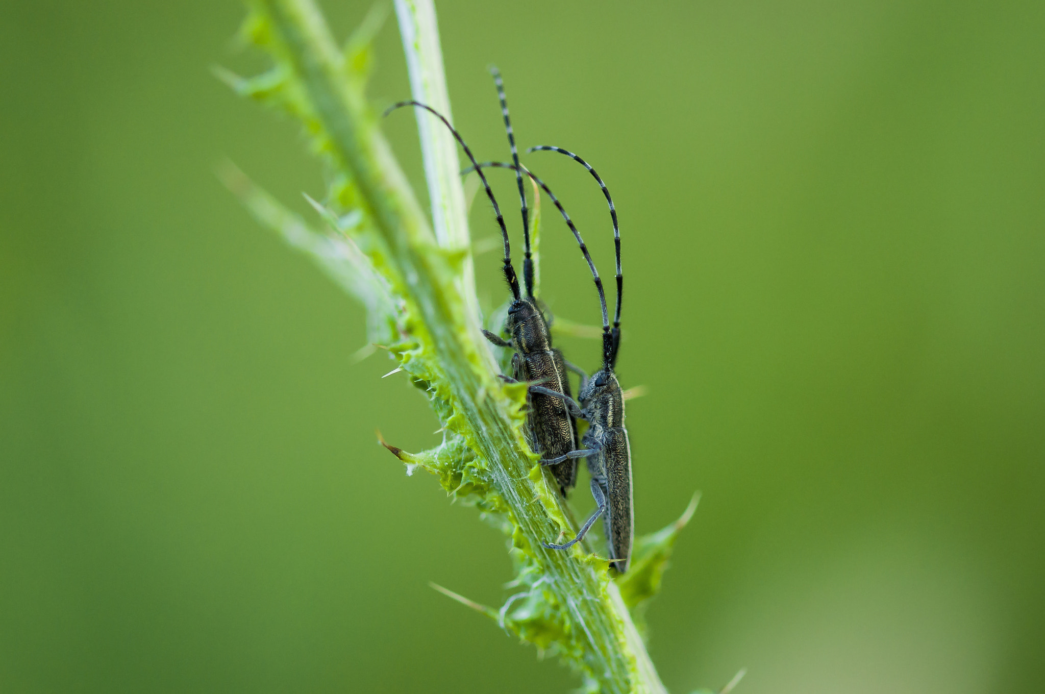 Sigma 105mm F2.8 EX DG OS HSM sample photo. One on top of the other photography