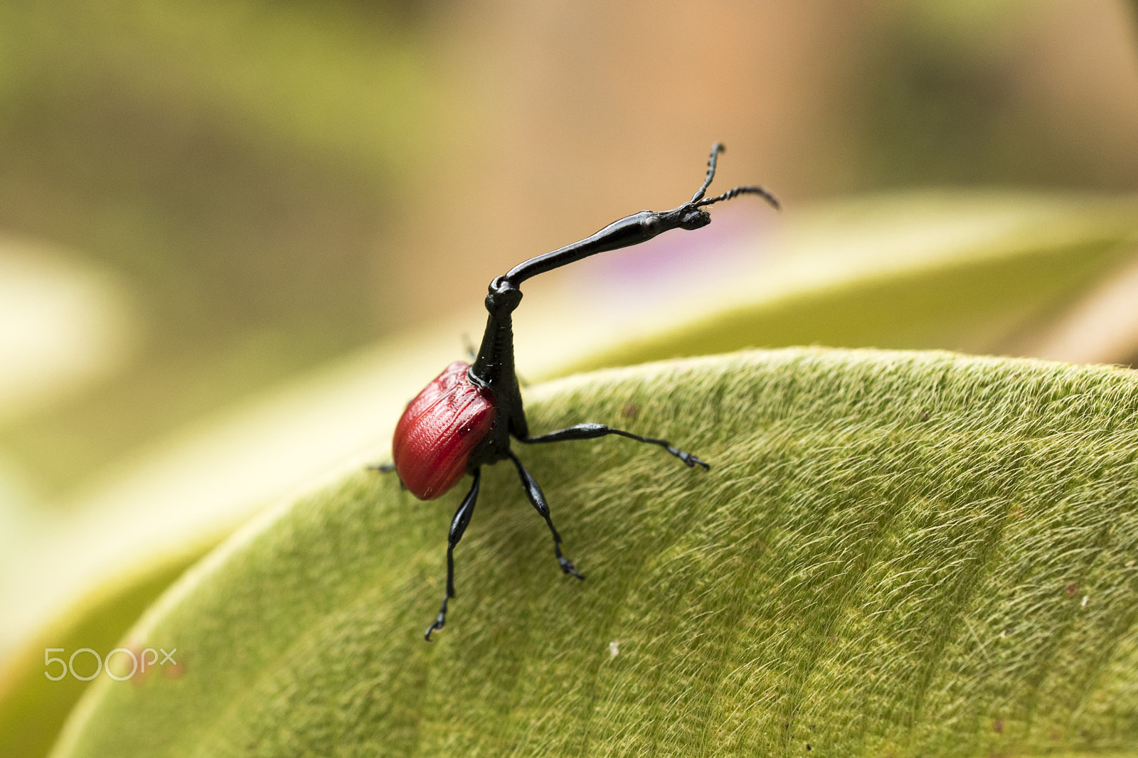 Nikon AF-S DX Micro Nikkor 40mm F2.8 sample photo. Attelabidae photography