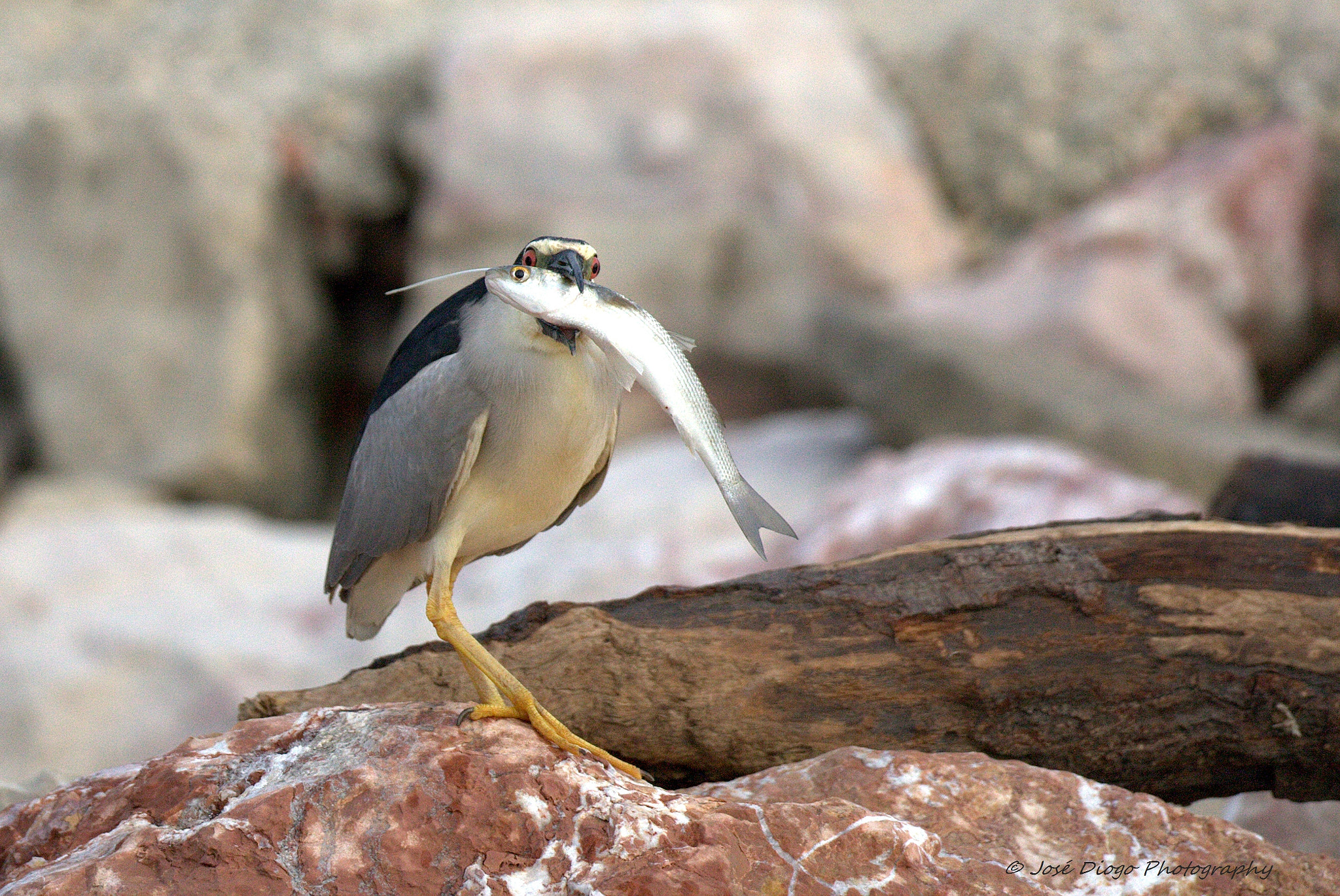 Canon EF 500mm F4L IS USM sample photo. (nycticorax nycticorax) photography