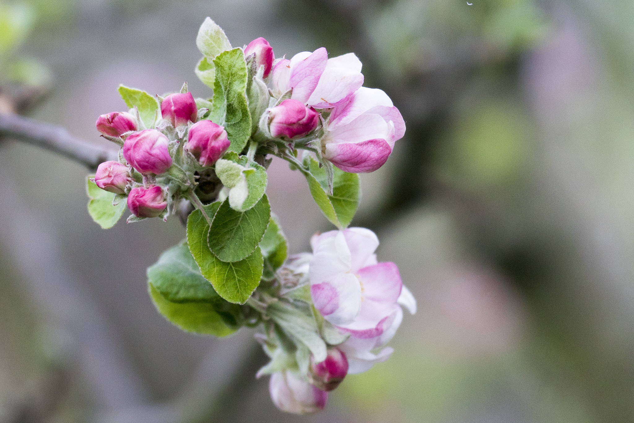 Sony 70-300mm F4.5-5.6 G SSM sample photo. Gardens beauty photography