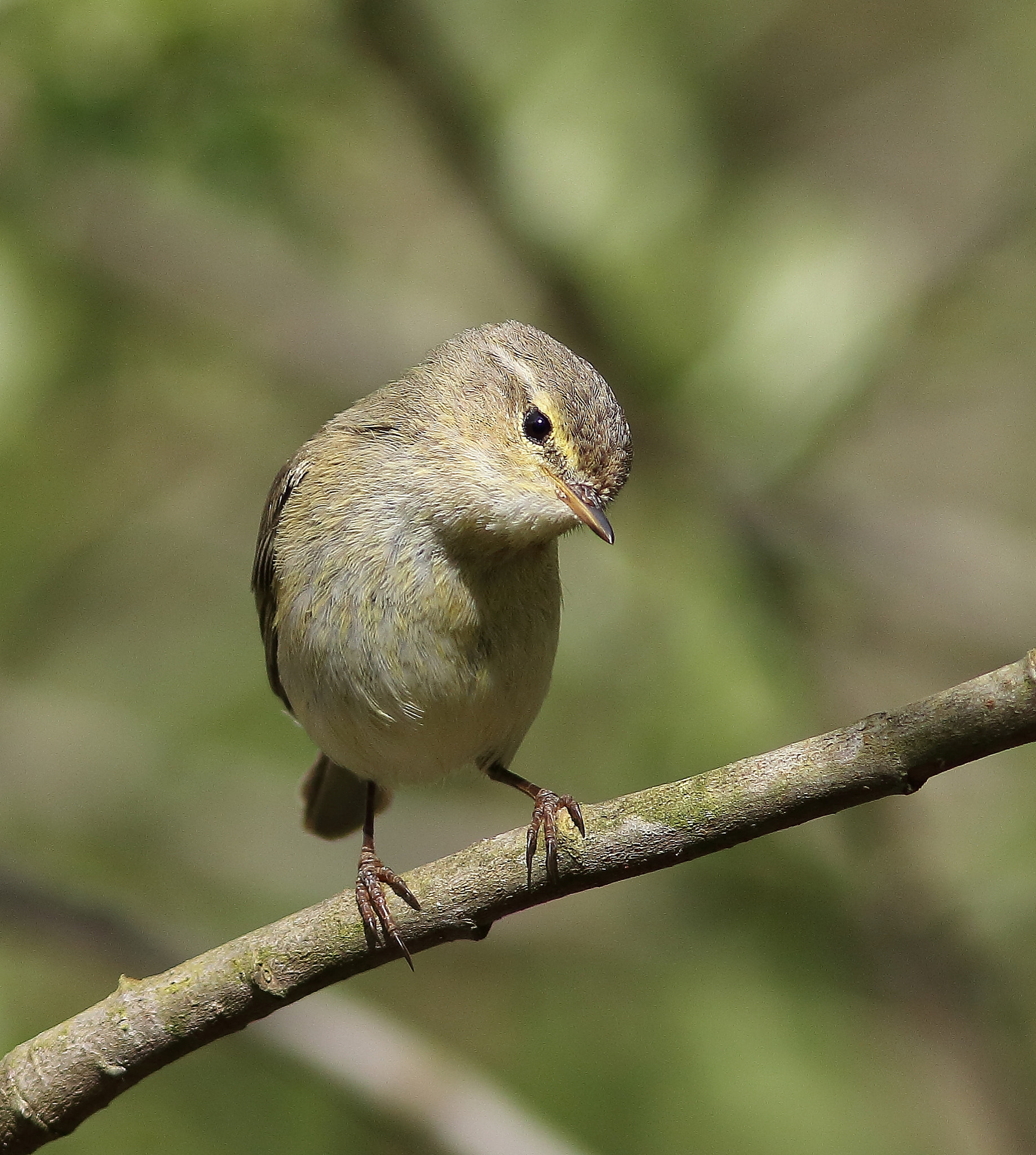 Canon EF 300mm F4L IS USM sample photo. Willow warbler photography