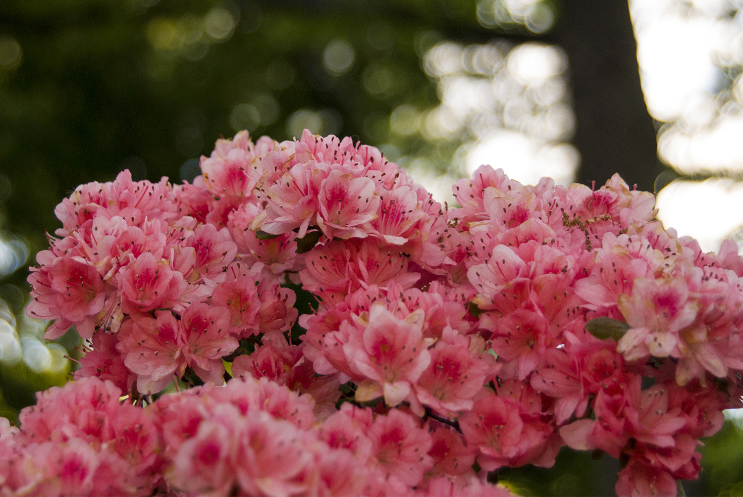 Nikon D200 sample photo. Bright pink flowers photography