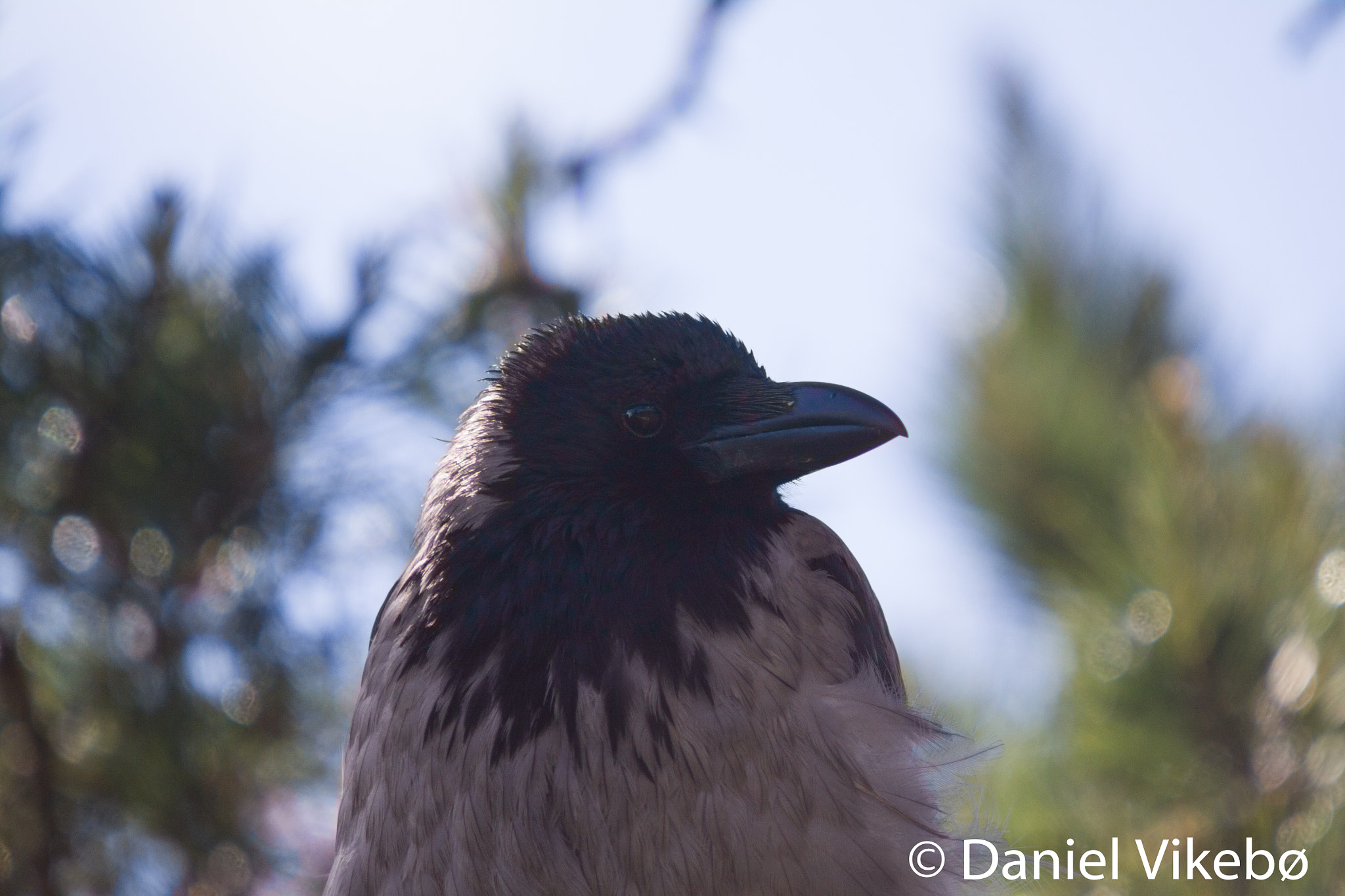 Sigma 50-500mm f/4-6.3 APO HSM EX sample photo. A young crow. photography