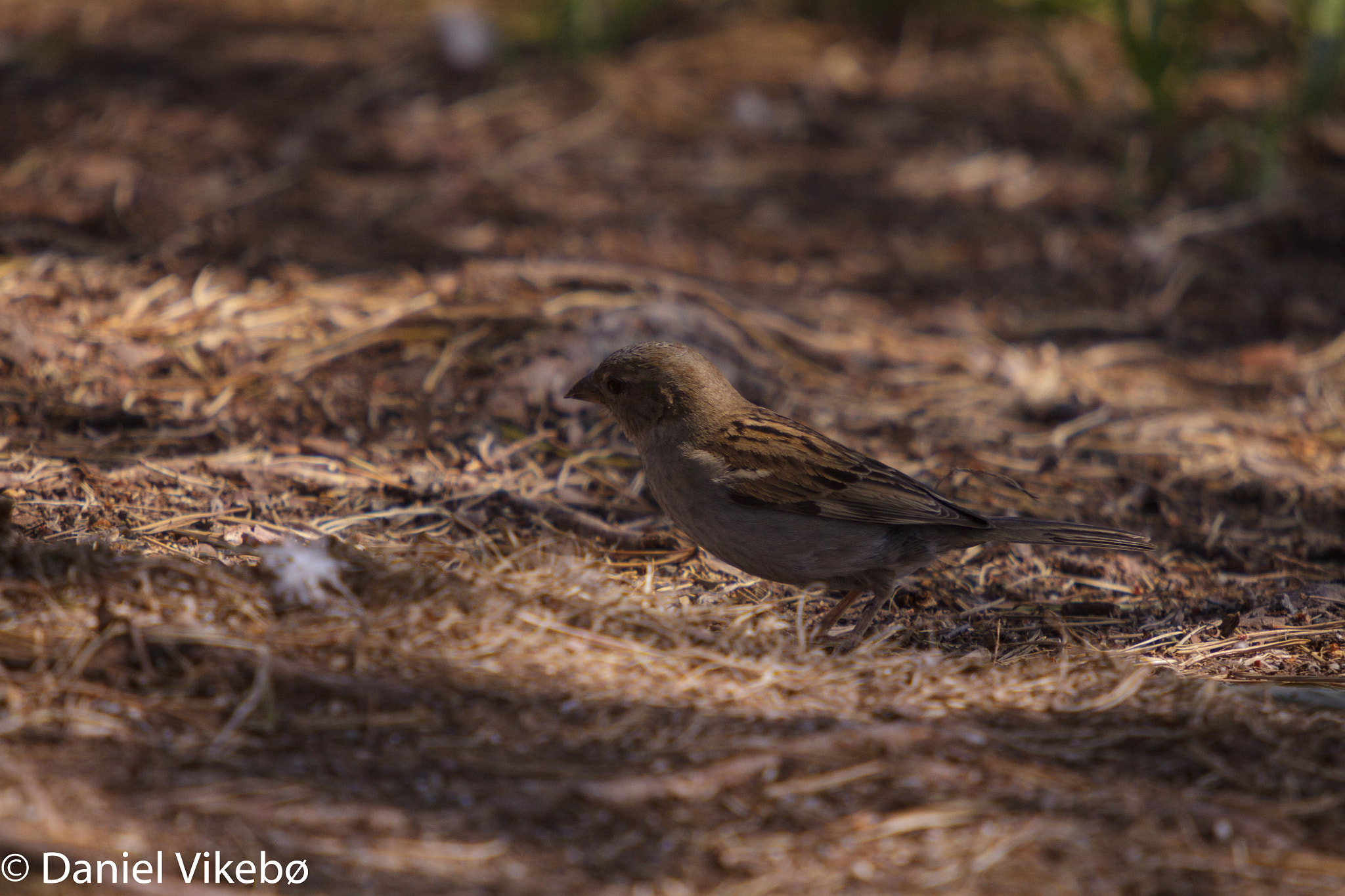 Sigma 50-500mm f/4-6.3 APO HSM EX sample photo. House sparrow. photography