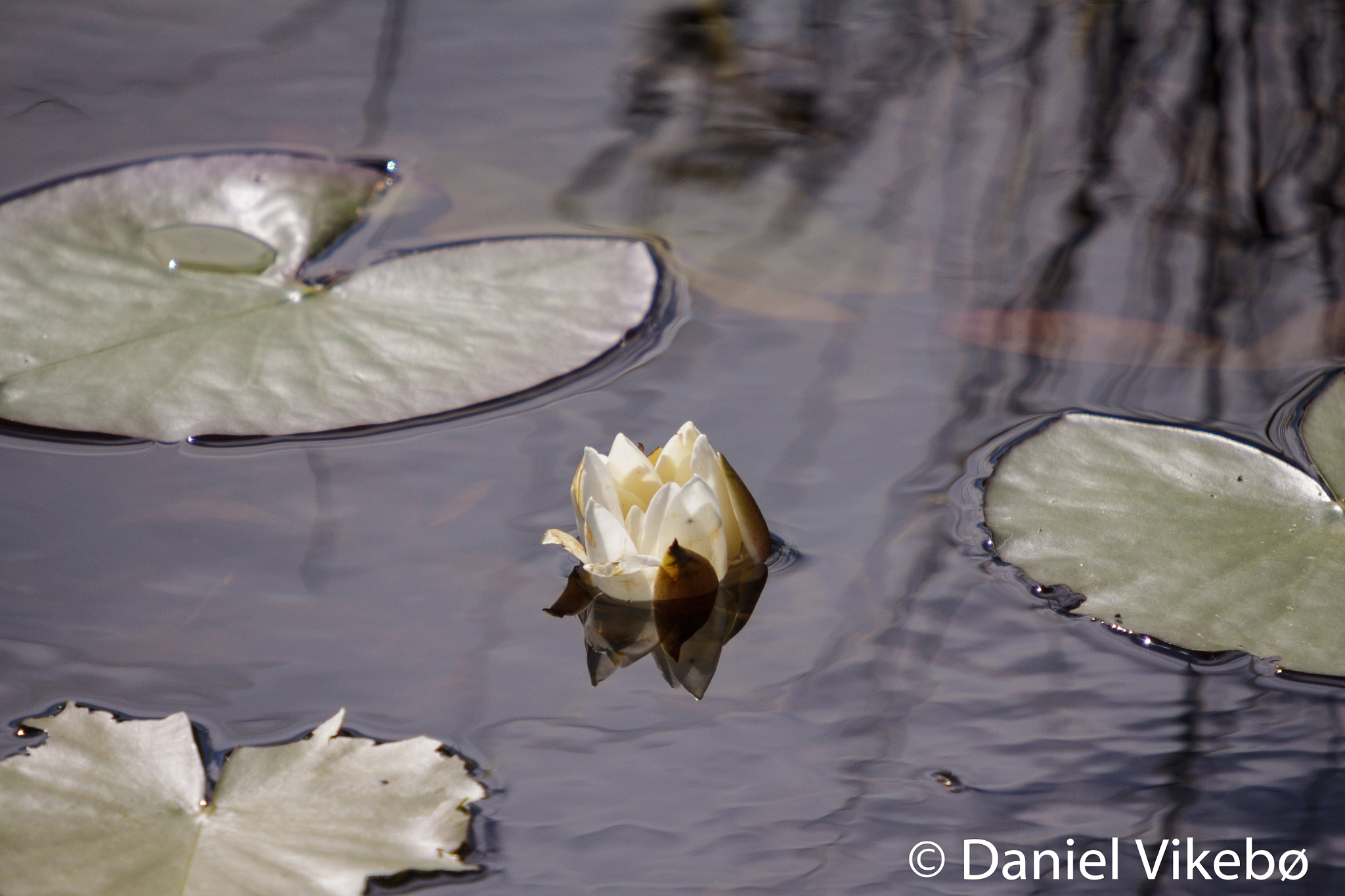 Canon EOS 50D + Sigma 50-500mm f/4-6.3 APO HSM EX sample photo. Bulbous. photography