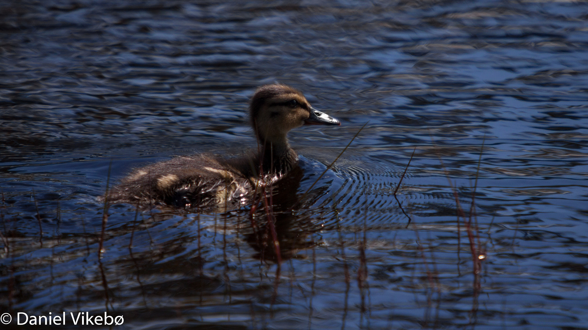 Sigma 50-500mm f/4-6.3 APO HSM EX sample photo. Cute duckling. photography