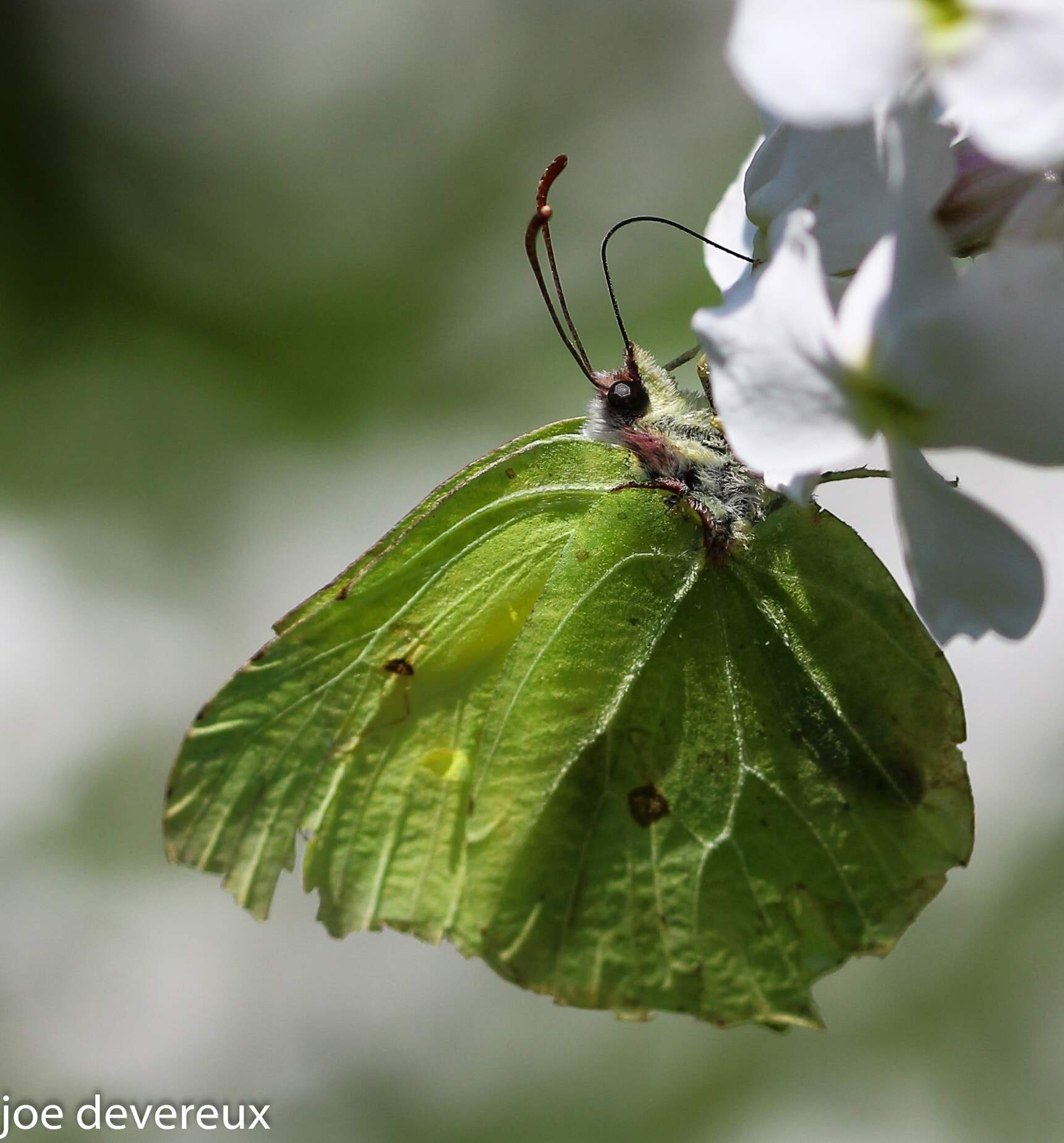 Sigma 105mm F2.8 EX DG OS HSM sample photo. Brimstone photography