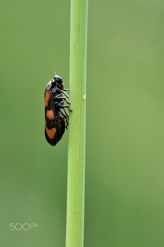 Sony ILCA-77M2 + Sony 100mm F2.8 Macro sample photo. Cercopis vulnerata photography