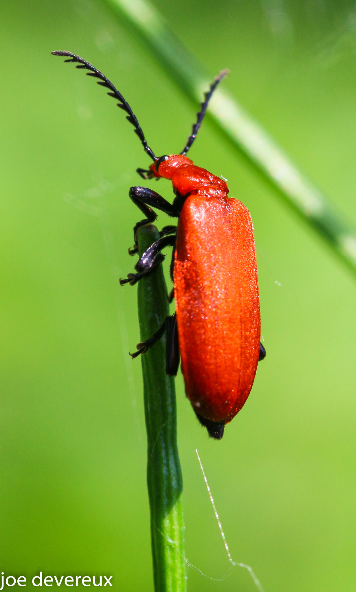 Sigma 105mm F2.8 EX DG OS HSM sample photo. Cardinal beetle photography