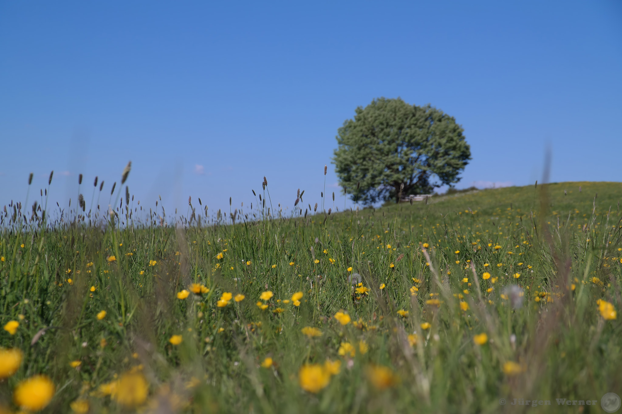 Samsung NX30 + Saumsun NX 16-50mm F2-2.8 S ED OIS sample photo. Stand alone tree photography