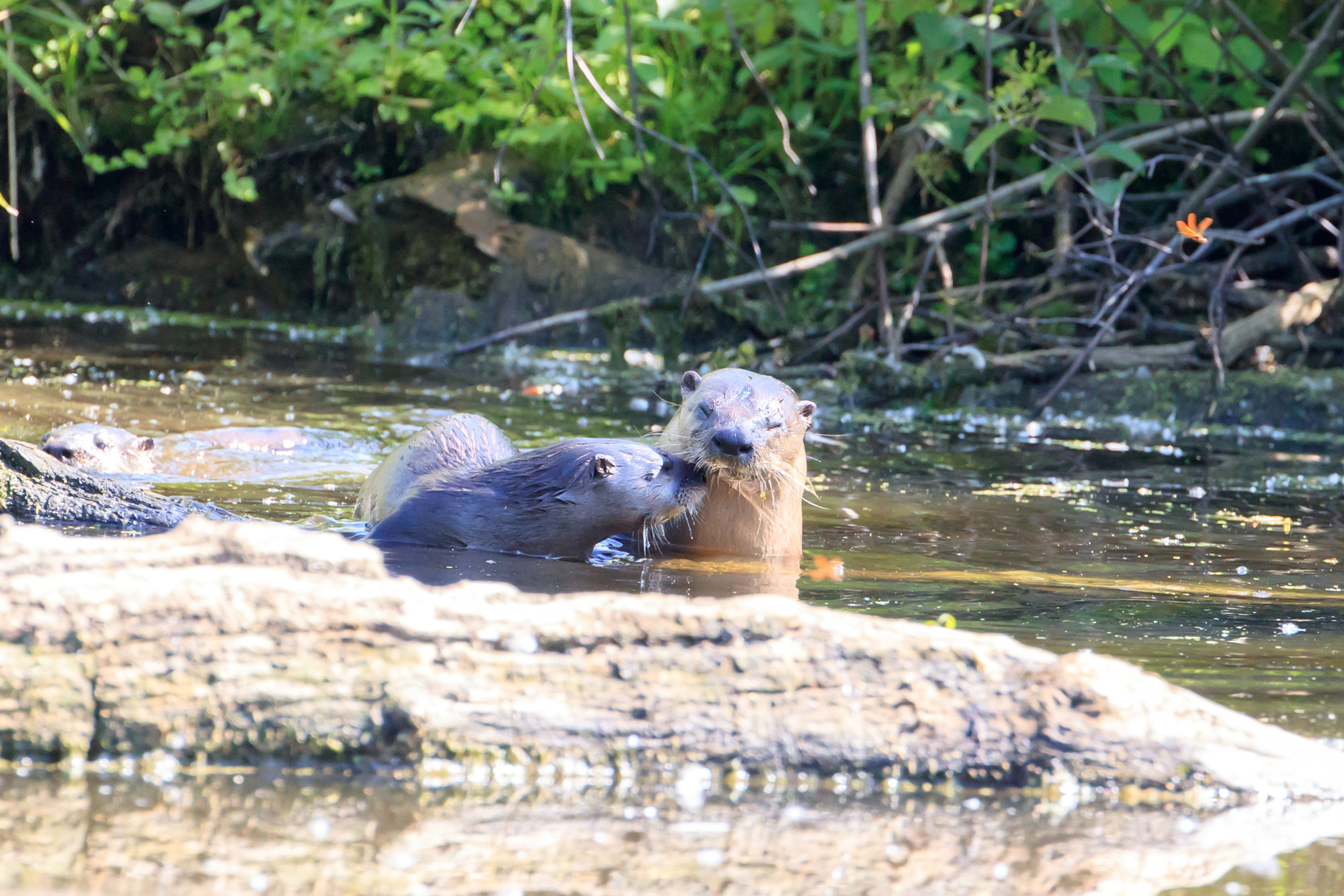 Canon EF 500mm F4L IS USM sample photo. Otter love photography
