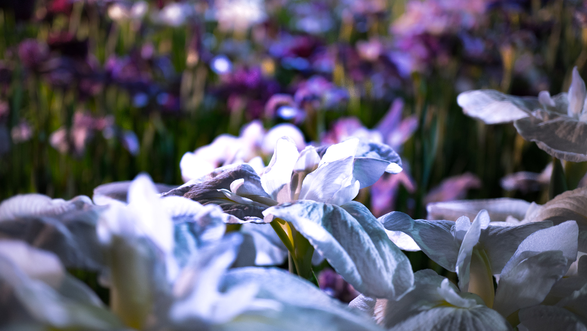 Sony a7R II + Sony E 30mm F3.5 Macro sample photo. Iris in colorful heaven photography