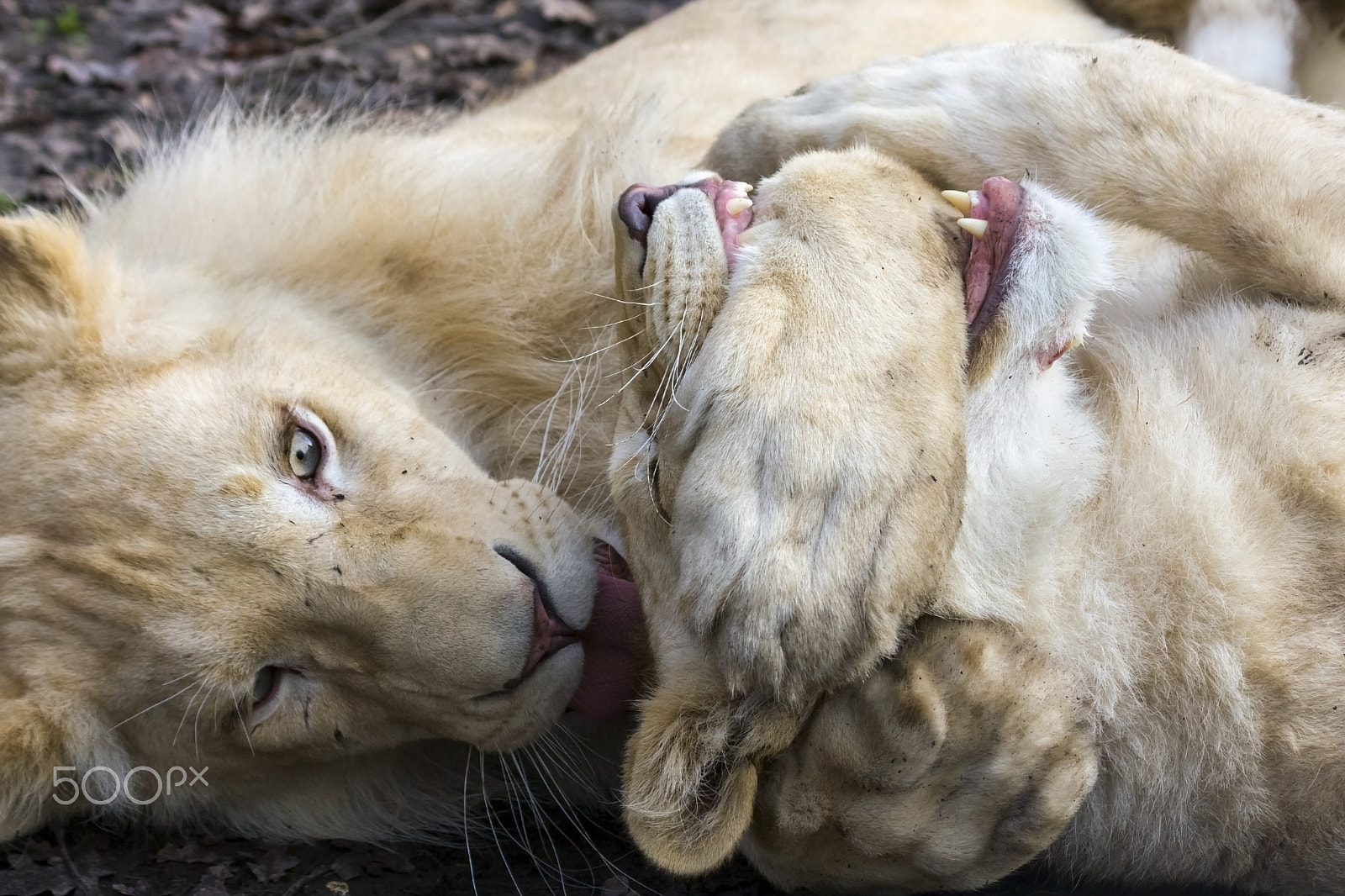 Canon EF 70-300mm F4-5.6 IS USM sample photo. Game of lions photography