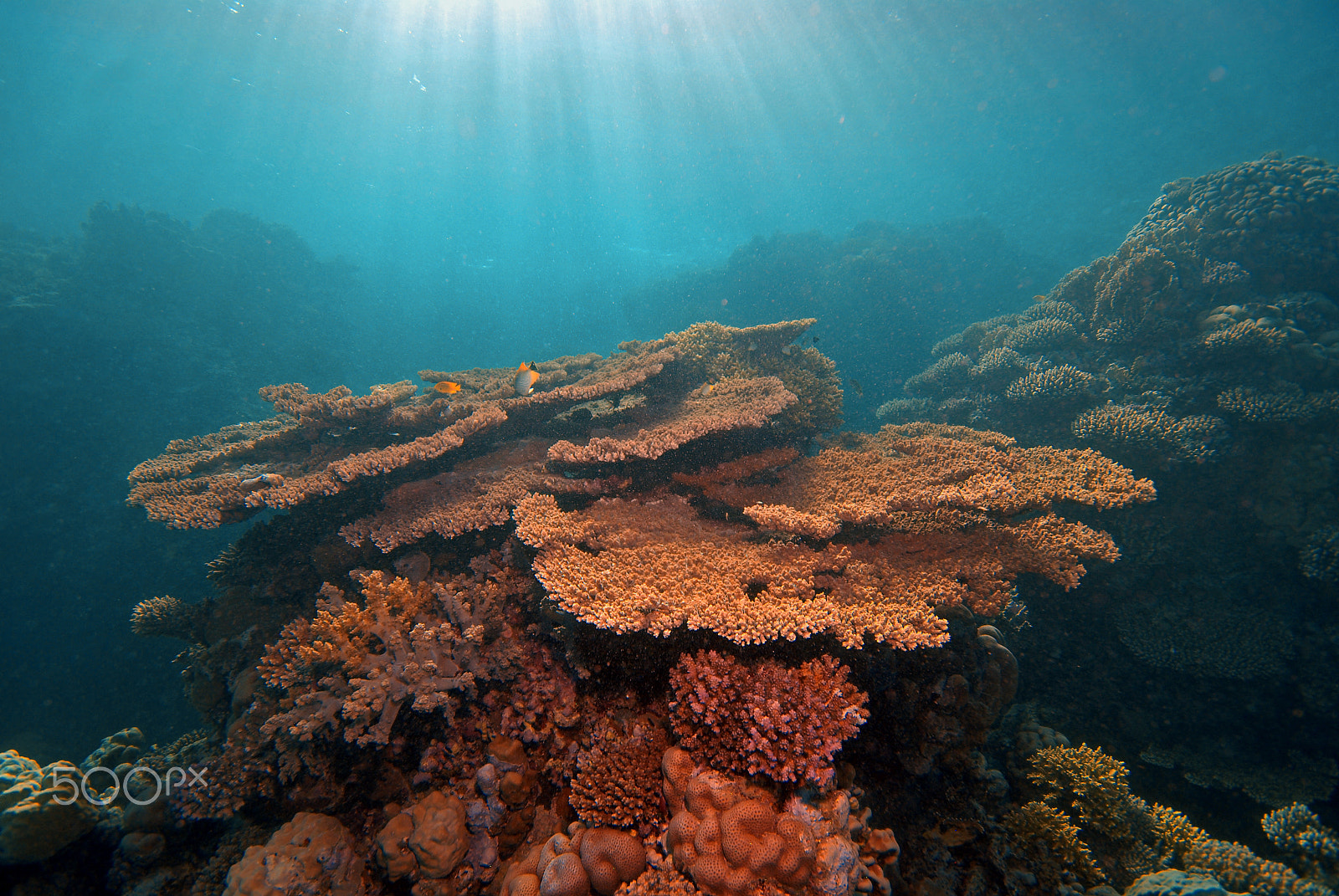 Nikon D200 + Nikon AF-S DX Nikkor 10-24mm F3-5-4.5G ED sample photo. Beautiful coral reef photography