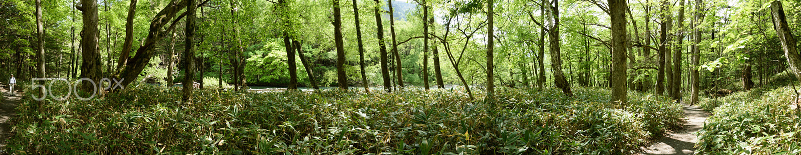 Nikon Df sample photo. Panoramic view in the woods photography
