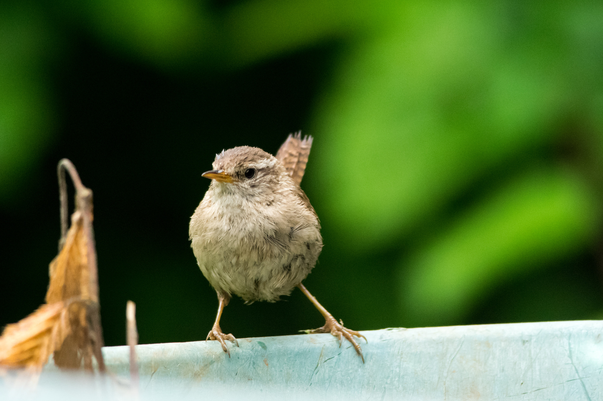 Nikon D5300 + Nikon AF-S Nikkor 300mm F4D ED-IF sample photo. Wheelbarrow wren photography