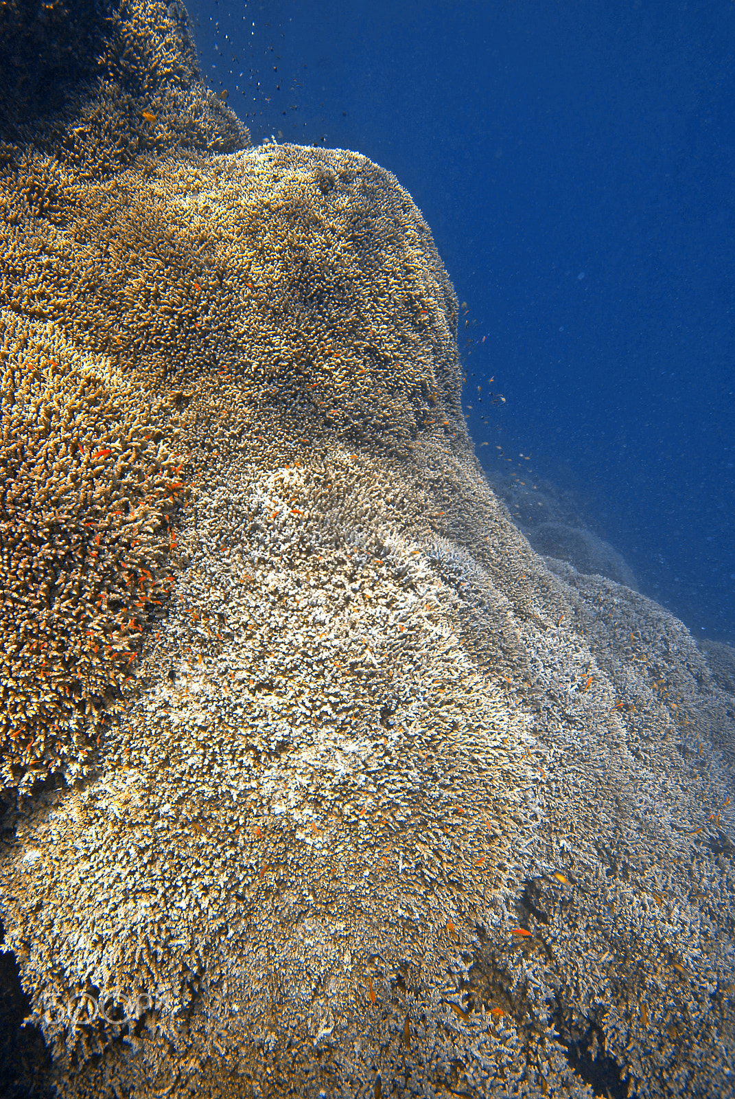 Nikon D200 + Nikon AF-S DX Nikkor 10-24mm F3-5-4.5G ED sample photo. Wall of corals photography