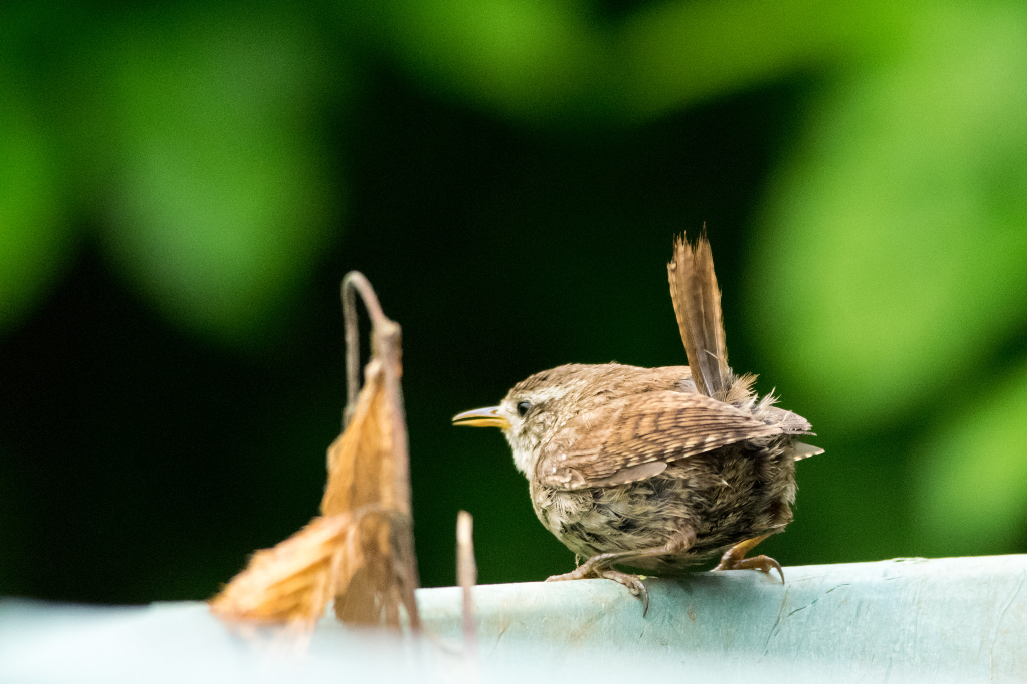 Nikon D5300 + Nikon AF-S Nikkor 300mm F4D ED-IF sample photo. Wheelbarrow garden wren photography