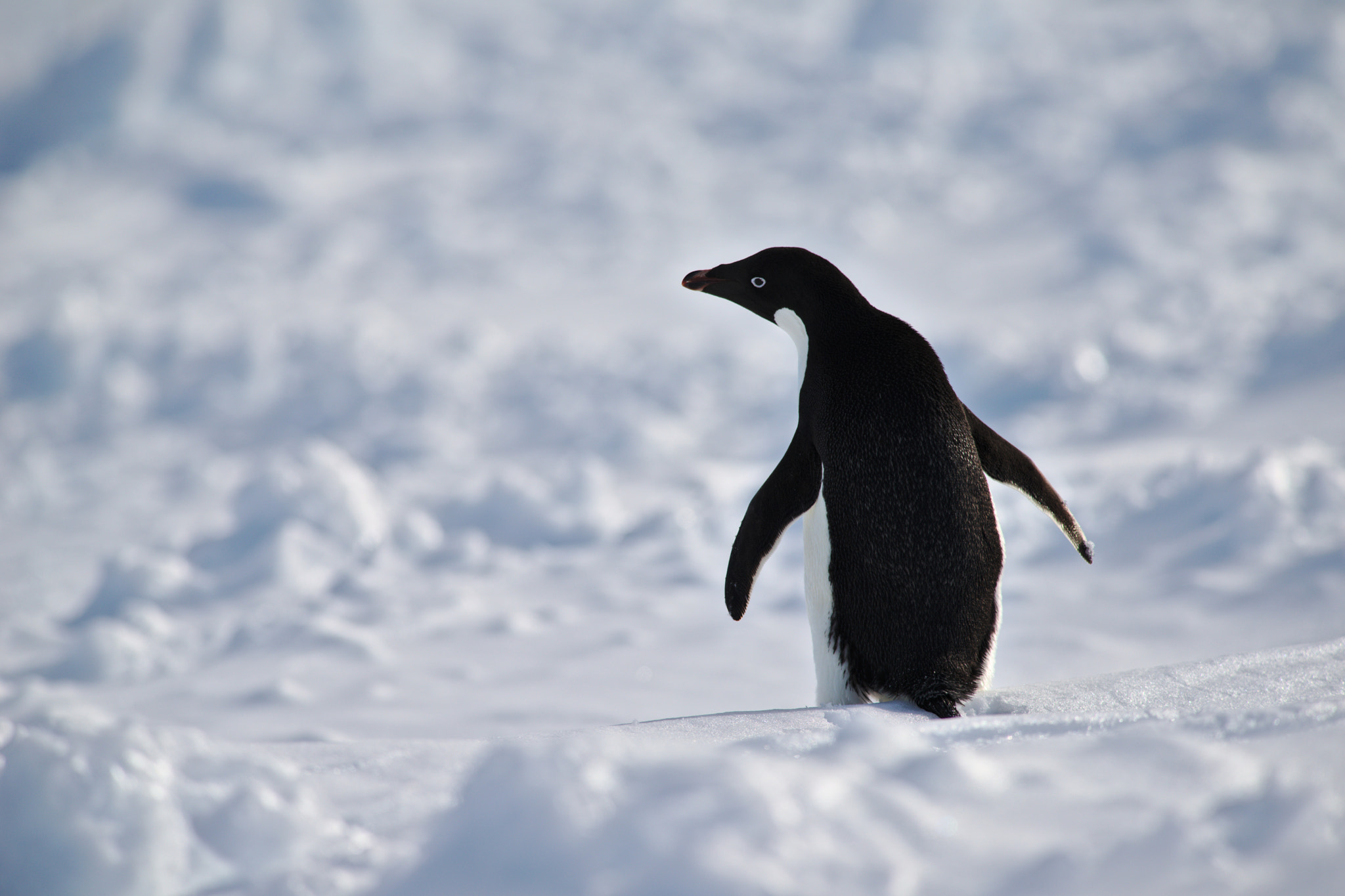 Nikon AF-S Nikkor 300mm F2.8G ED-IF VR sample photo. Adelie penguin photography