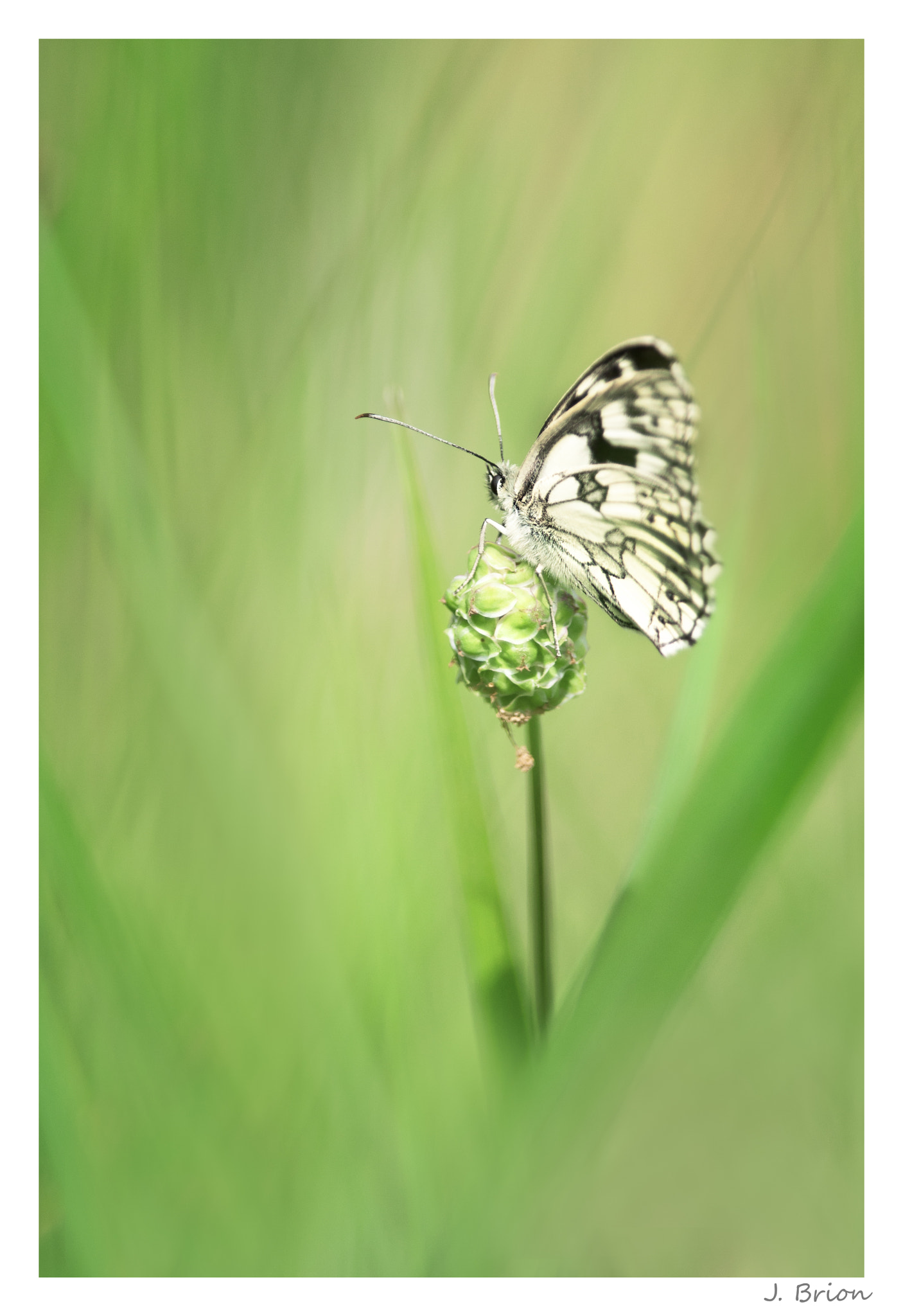 Nikon D90 + Nikon AF-S Nikkor 300mm F4D ED-IF sample photo. Premier aventurier photography