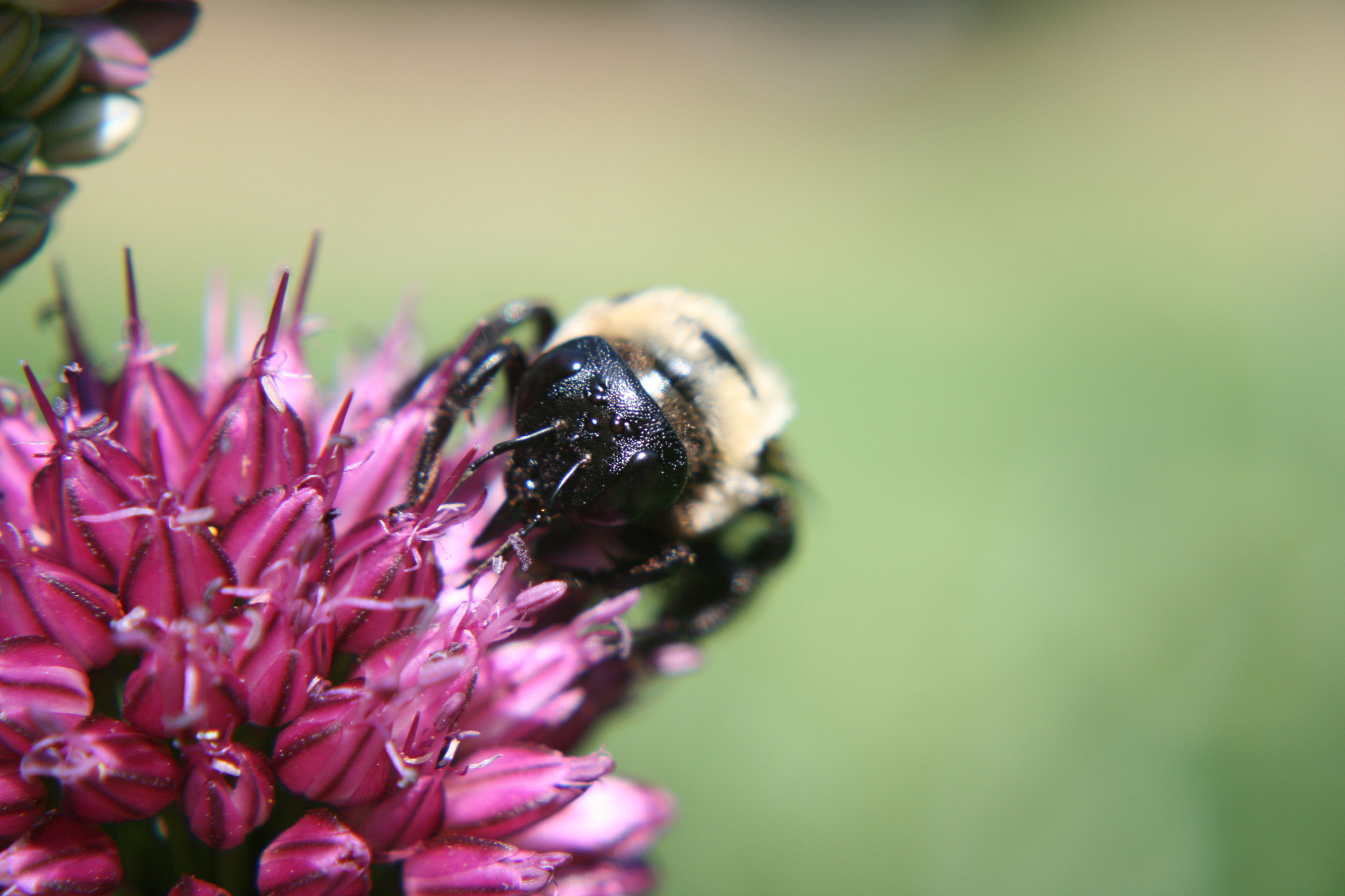 Canon EOS 400D (EOS Digital Rebel XTi / EOS Kiss Digital X) sample photo. Bee on a flower photography