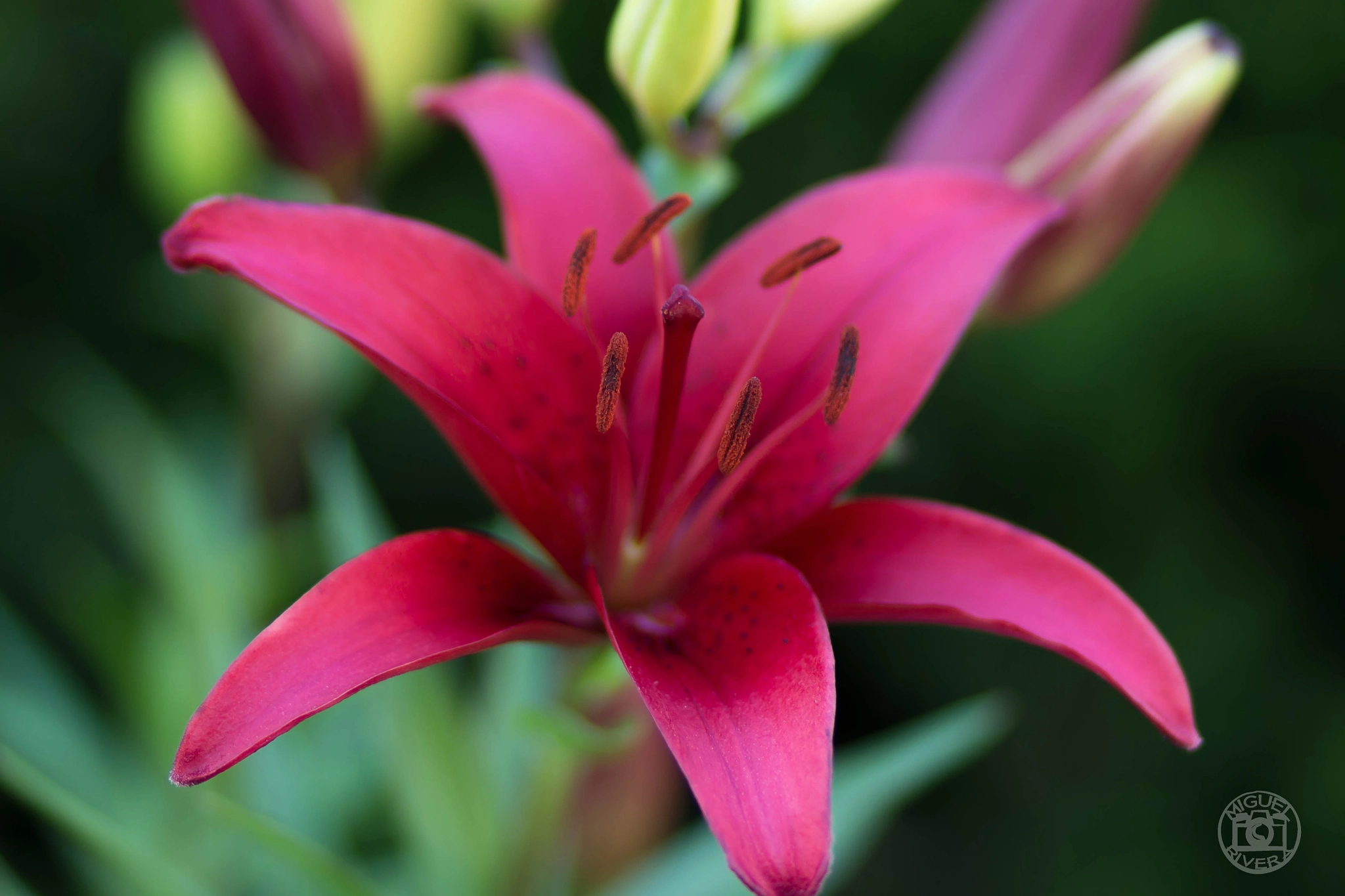 Canon EOS 100D (EOS Rebel SL1 / EOS Kiss X7) sample photo. Lillie photography