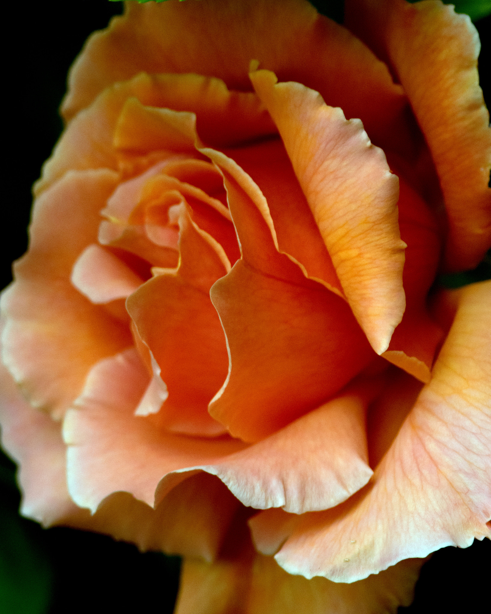 Nikon D5300 + Nikon AF-S Nikkor 300mm F4D ED-IF sample photo. Fragrant cloud orange rose photography