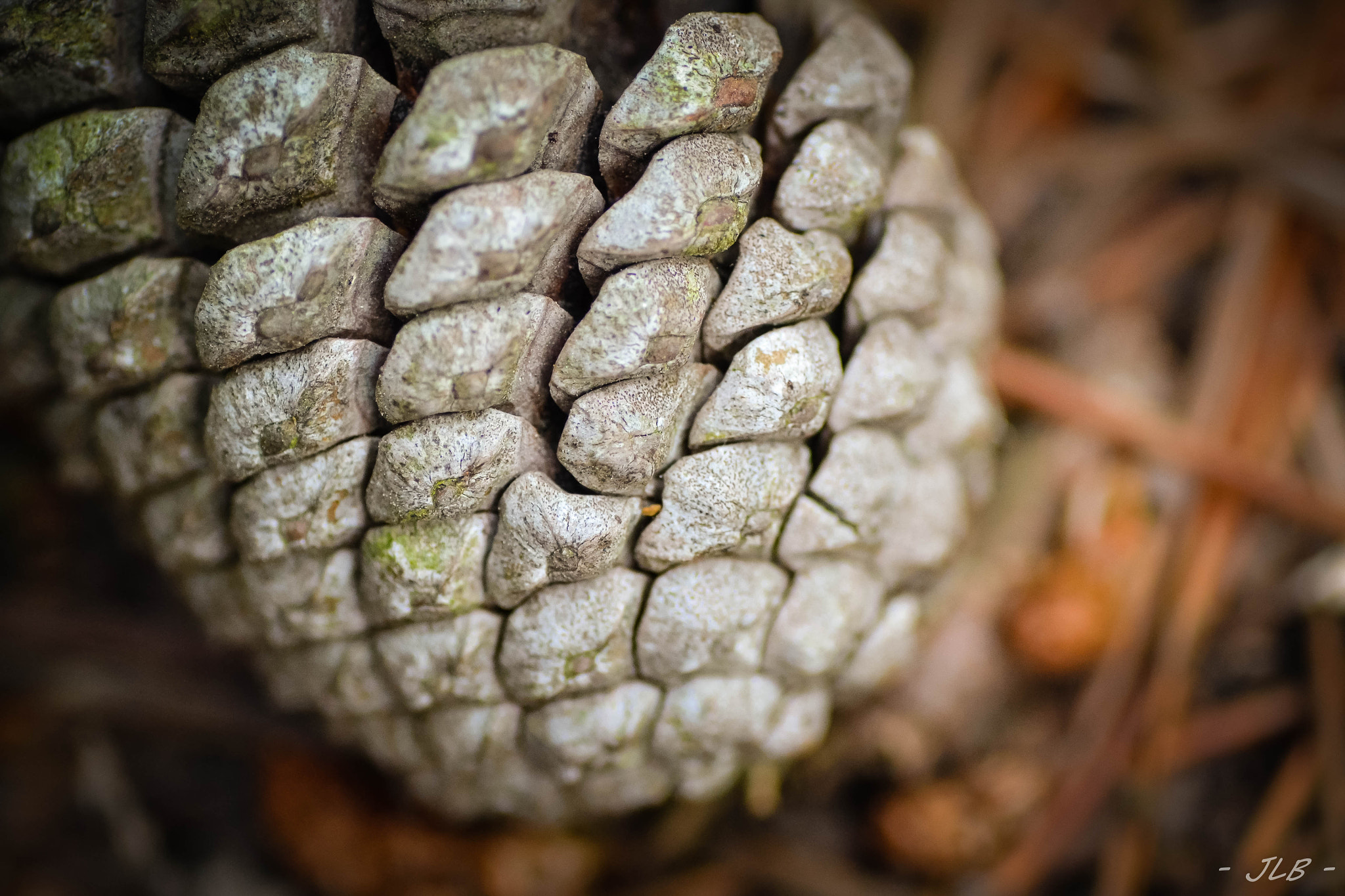 Nikon D3100 sample photo. Pine cone photography