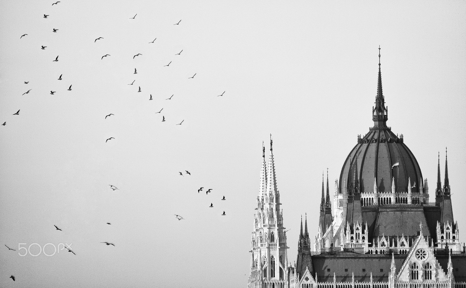 Canon EOS 70D + Canon EF 70-210mm f/4 sample photo. Birds of parliament photography