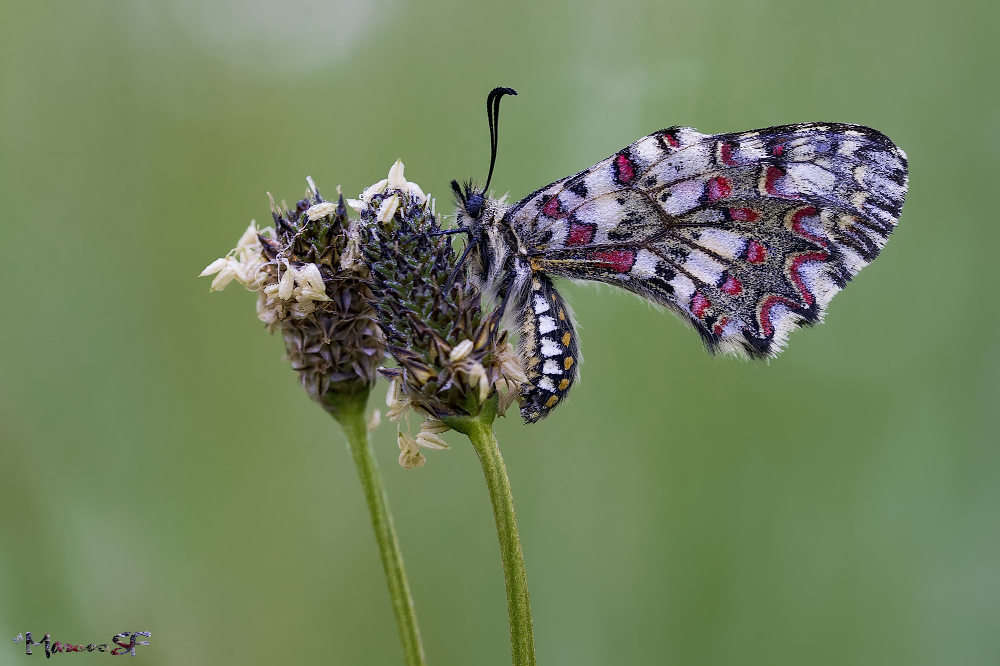 Sony a7 II + 90mm F2.8 Macro SSM sample photo. Arlequin photography