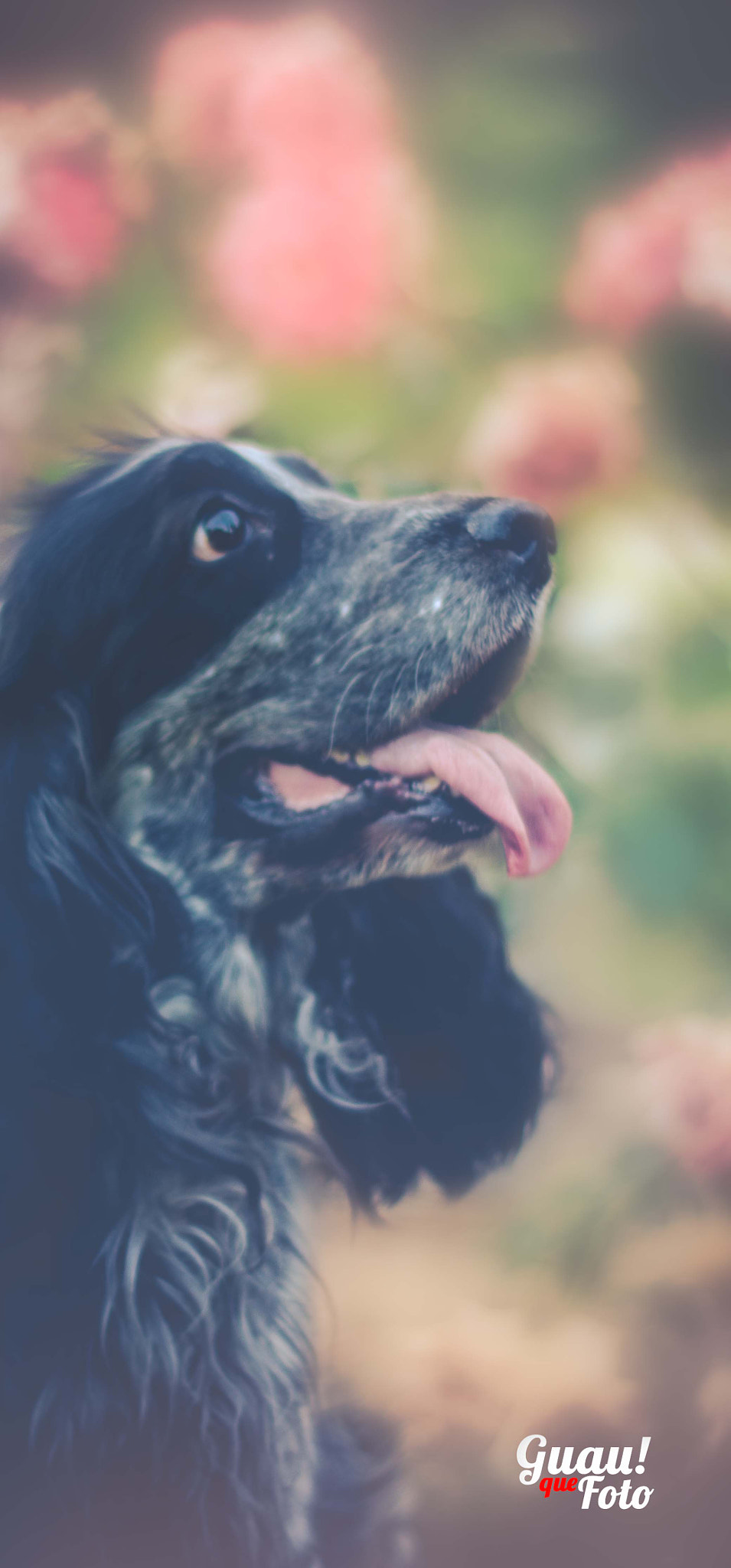 Pentax K-5 II + Pentax smc DA 50mm F1.8 sample photo. Rufo en el parque photography