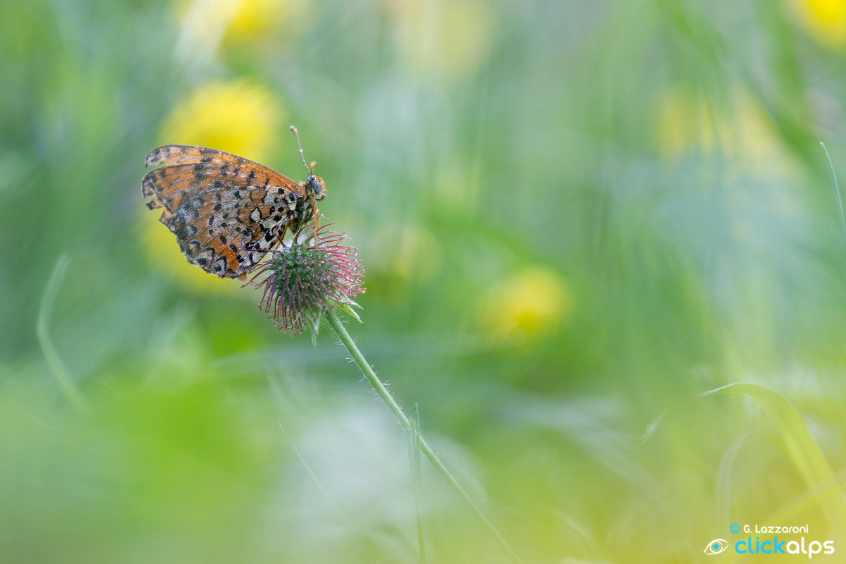 Canon EOS 7D + Tamron SP AF 180mm F3.5 Di LD (IF) Macro sample photo. Farfalle web firmata photography