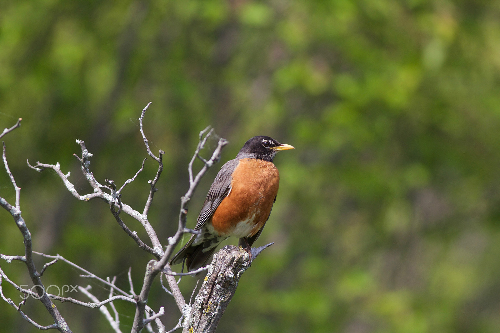 Canon EOS 60D + Canon EF 400mm F5.6L USM sample photo. Robin on a perch photography