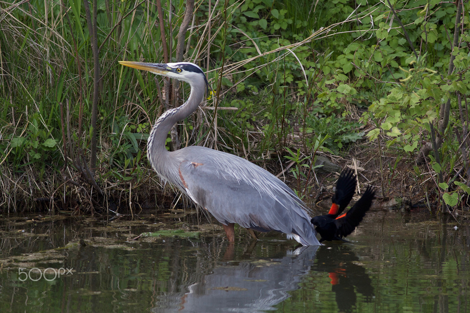 Canon EOS 60D + Canon EF 400mm F5.6L USM sample photo. Great blue heron attacked photography