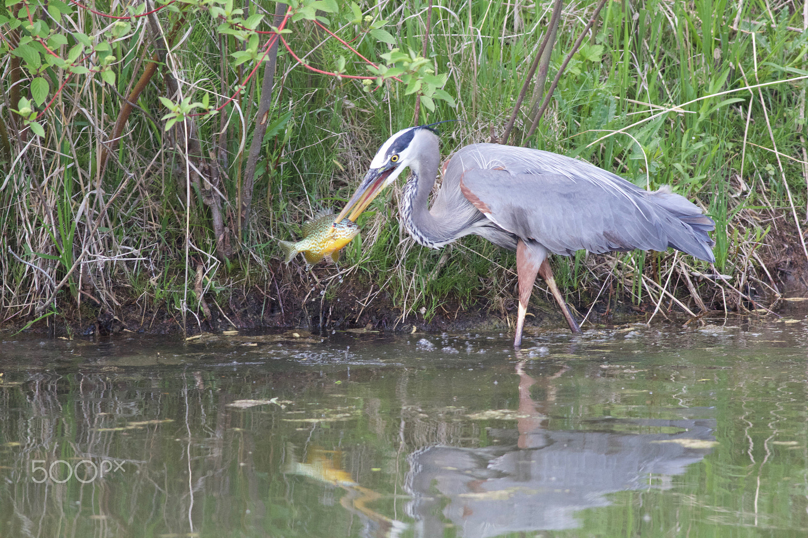Canon EOS 60D + Canon EF 400mm F5.6L USM sample photo. Heron fishing photography
