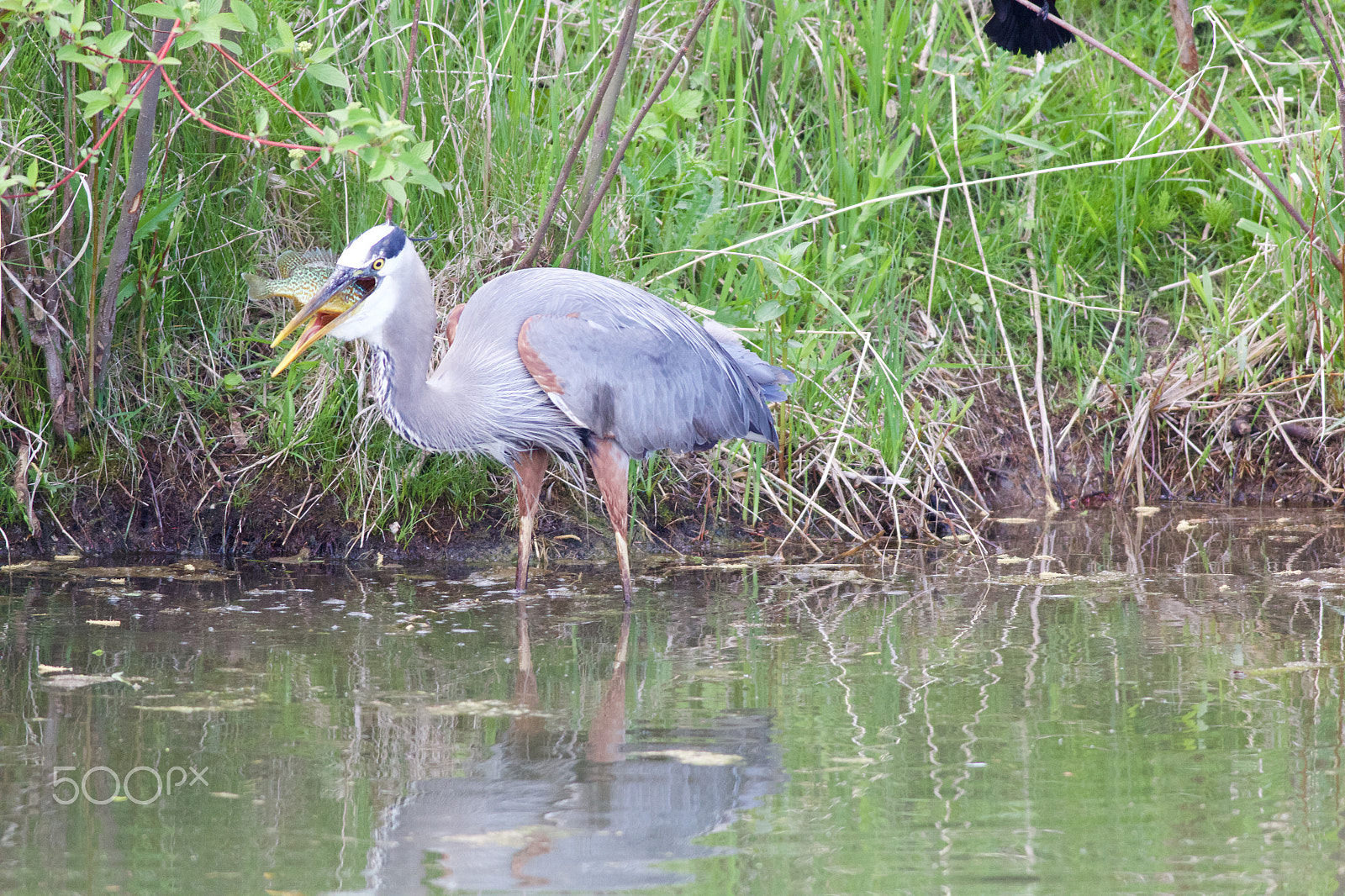 Canon EOS 60D + Canon EF 400mm F5.6L USM sample photo. Heron swallows a fish photography