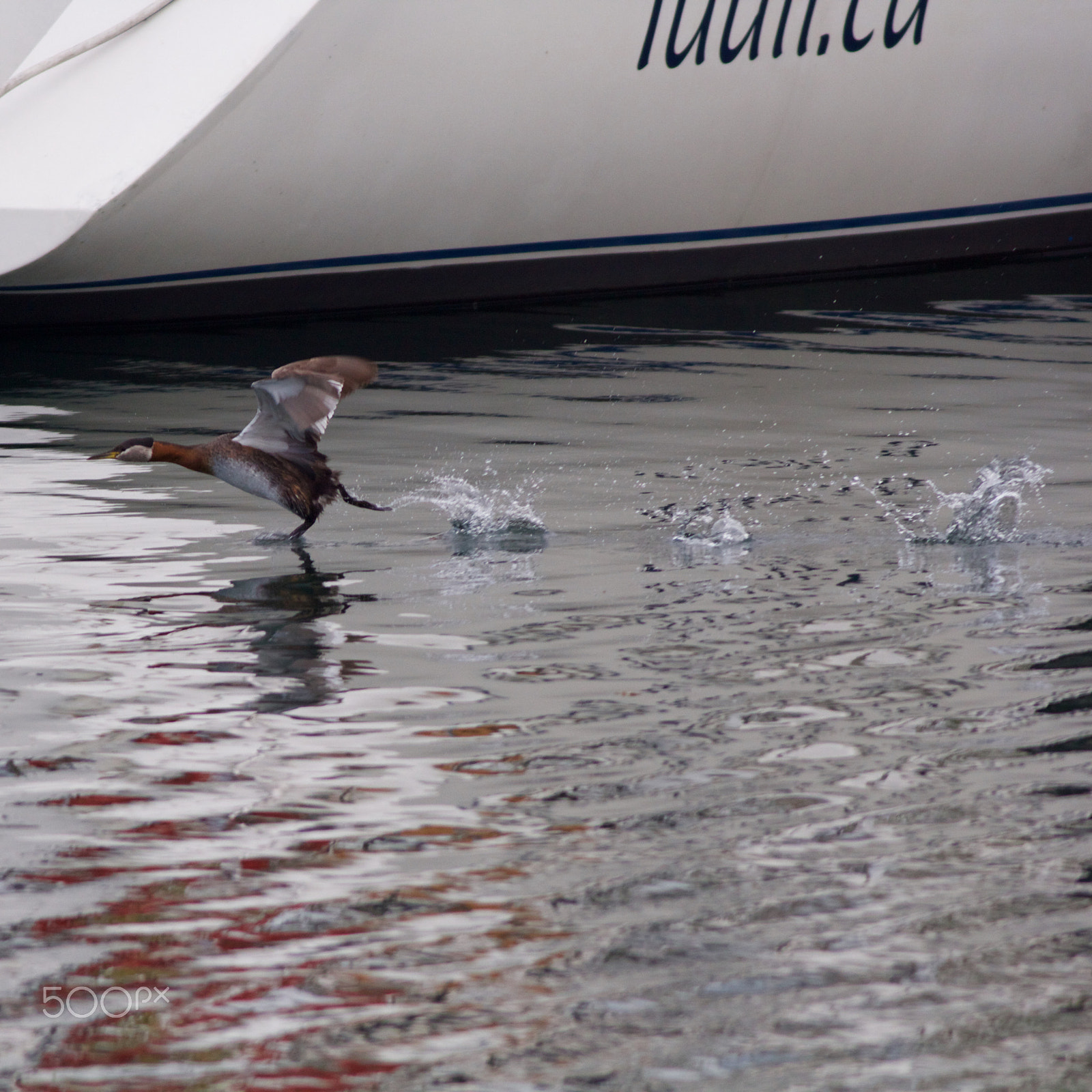 Canon EOS 60D + Canon EF 400mm F5.6L USM sample photo. Redneck grebe takes off photography