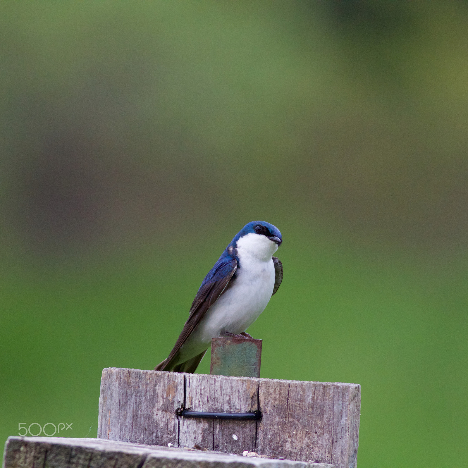 Canon EOS 60D + Canon EF 400mm F5.6L USM sample photo. Tree swallow photography