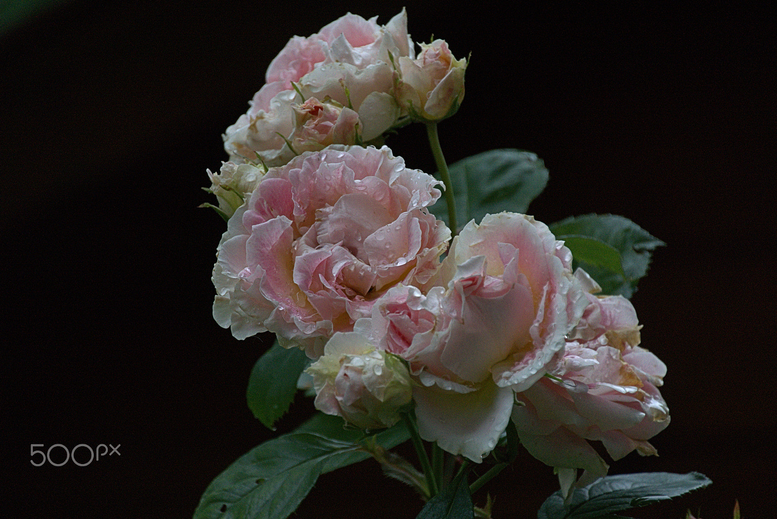 Sony ILCA-77M2 + DT 18-270mm F3.5-6.3 SSM sample photo. Rose photography